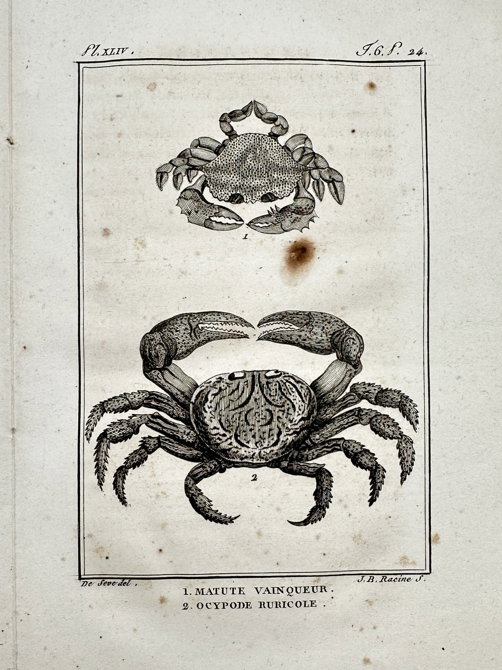 Georges-Louis Leclerc, Comte de Buffon (1707–1788) – Studies of Crabs – Copper engraving (1 of 2)