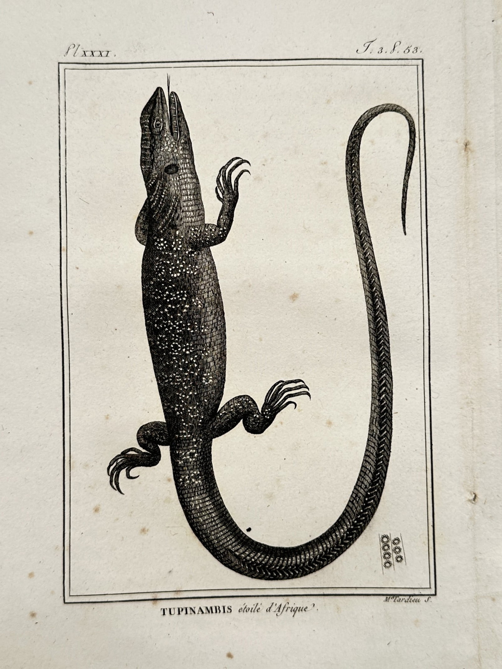 Georges-Louis Leclerc, Comte de Buffon (1707–1788) – Study of a Lizard – Copper engraving: "Tupinambis Étoilé d'Afrique" presents a broad overview of a large lizard with patterned skin and a long, curved tail. The work is a copper engraving extracted from a late eighteenth-century volume 