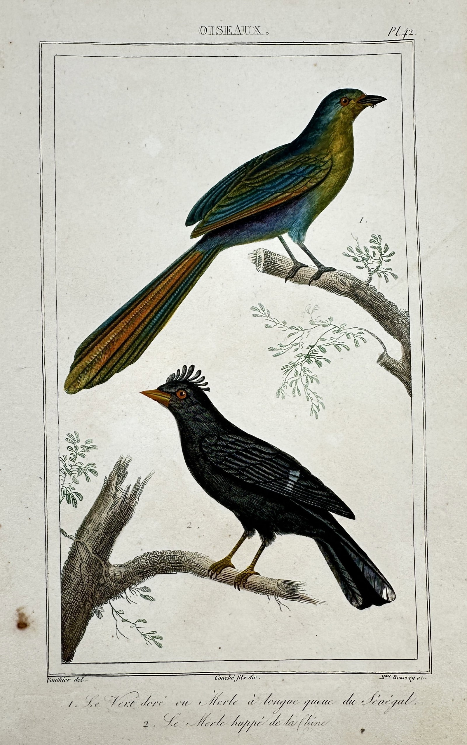 Georges-Louis Leclerc, Comte de Buffon (1707–1788) – Studies of Birds (1 of 2)