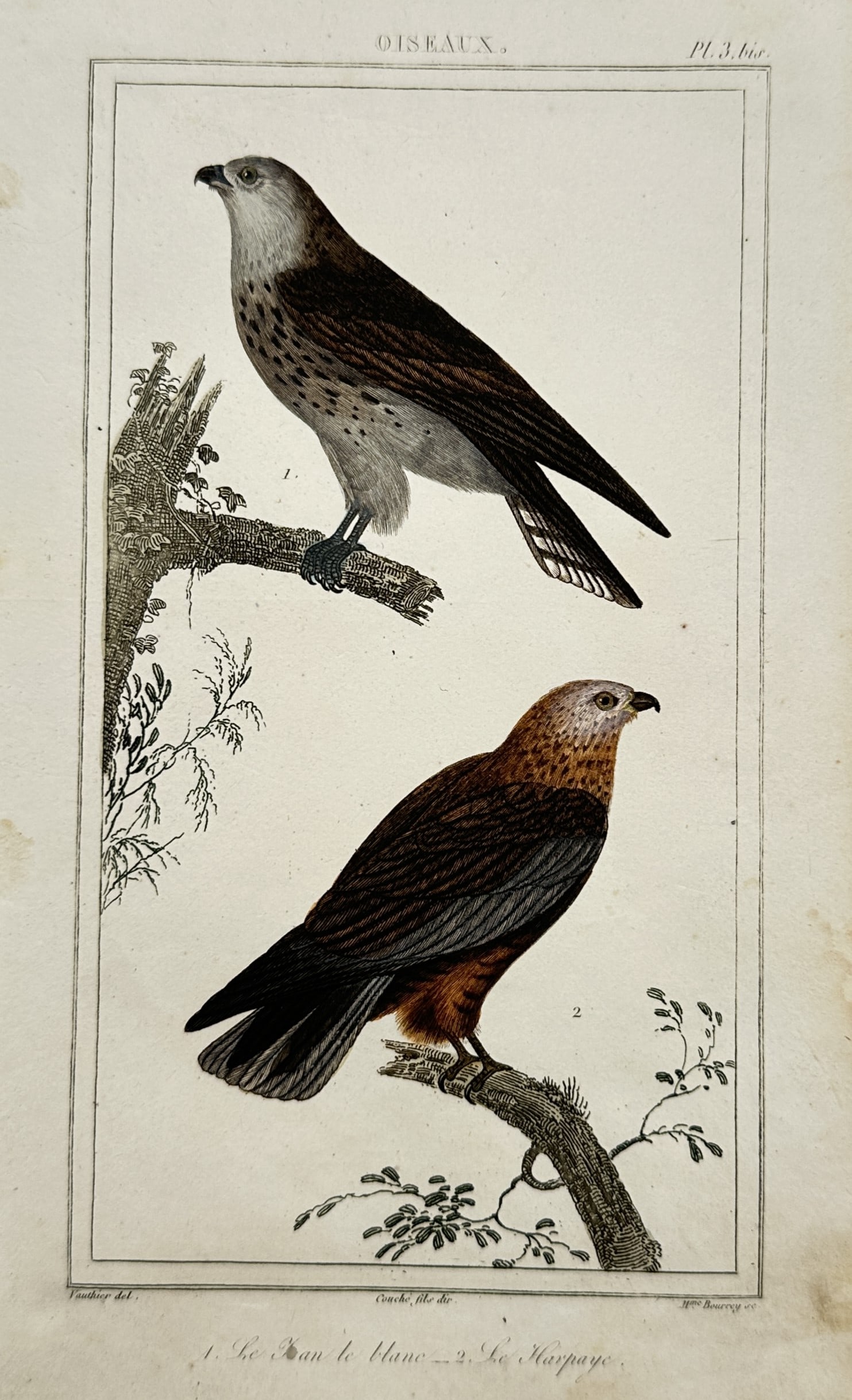 Georges-Louis Leclerc, Comte de Buffon (1707–1788) – Studies of Birds of Prey (1 of 2)