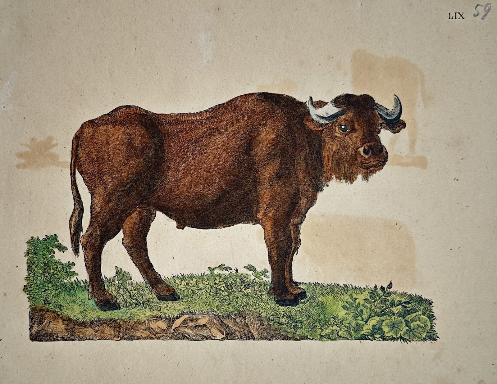 Friedrich Justin Bertuch (1747–1822) – Study of a Bison – Hand-coloured copper engraving (1 of 2)
