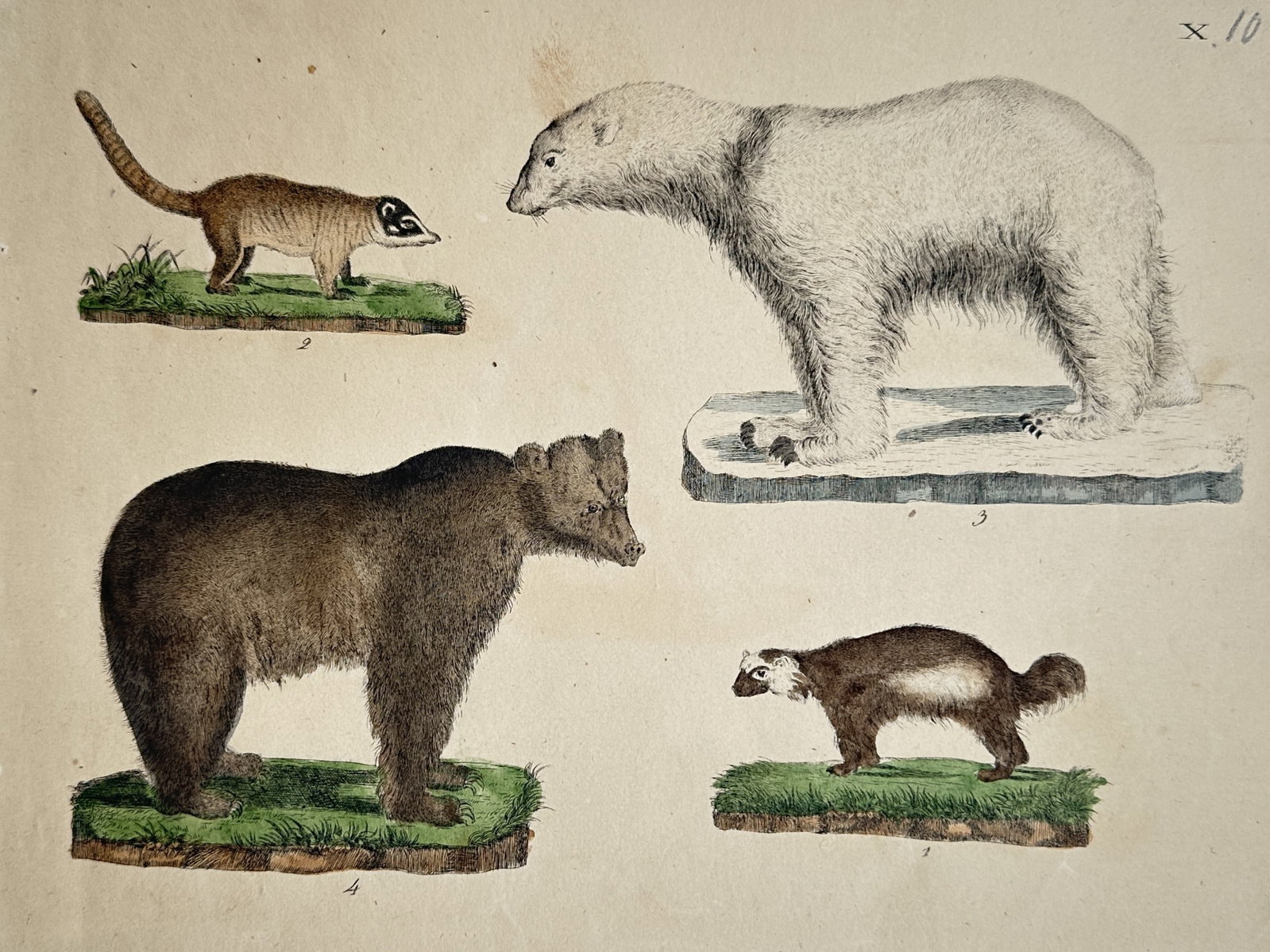 Friedrich Justin Bertuch (1747–1822) – Studies of Bears and Mammals (1 of 2)