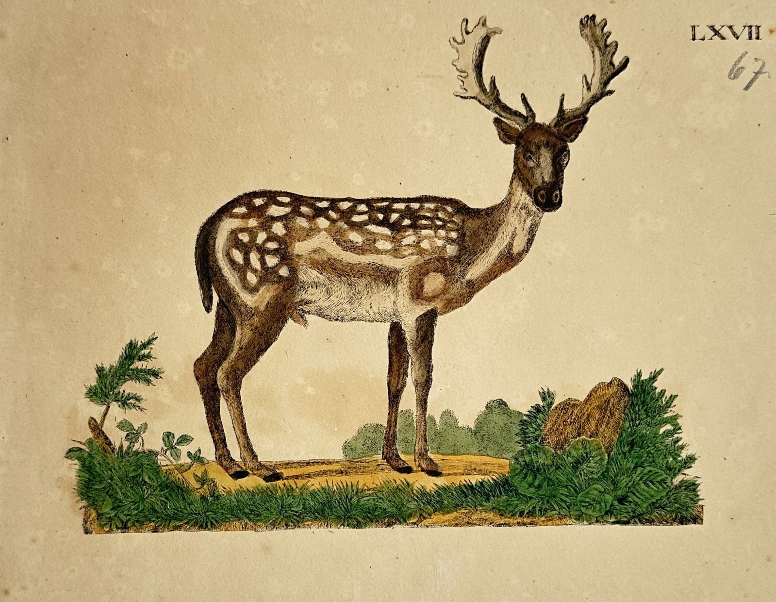 Friedrich Justin Bertuch (1747–1822) – Study of a Fallow Deer – Hand-coloured copper engraving (1 of 2)