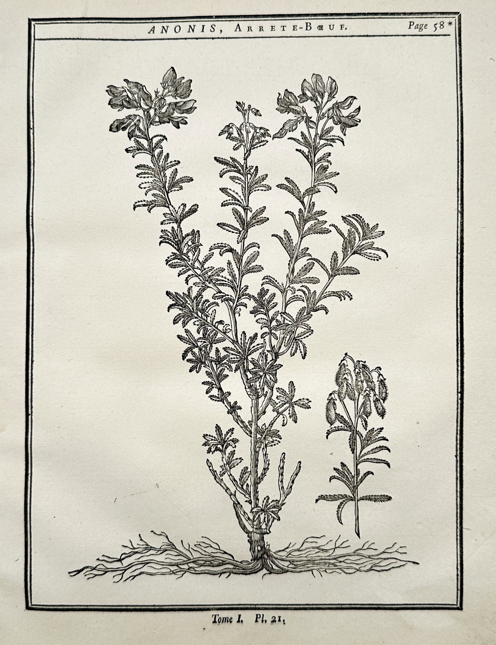 Henri-Louis Duhamel du Monceau (1700–1782) – Study of a Restharrow Plant – Copper engraving: "Anonis, Arrete-Boeuf" illustrates a broad overview of a restharrow plant showing its extensive root system, branching stems, small leaves, and flowering tops, alongside a smaller separate clipping of