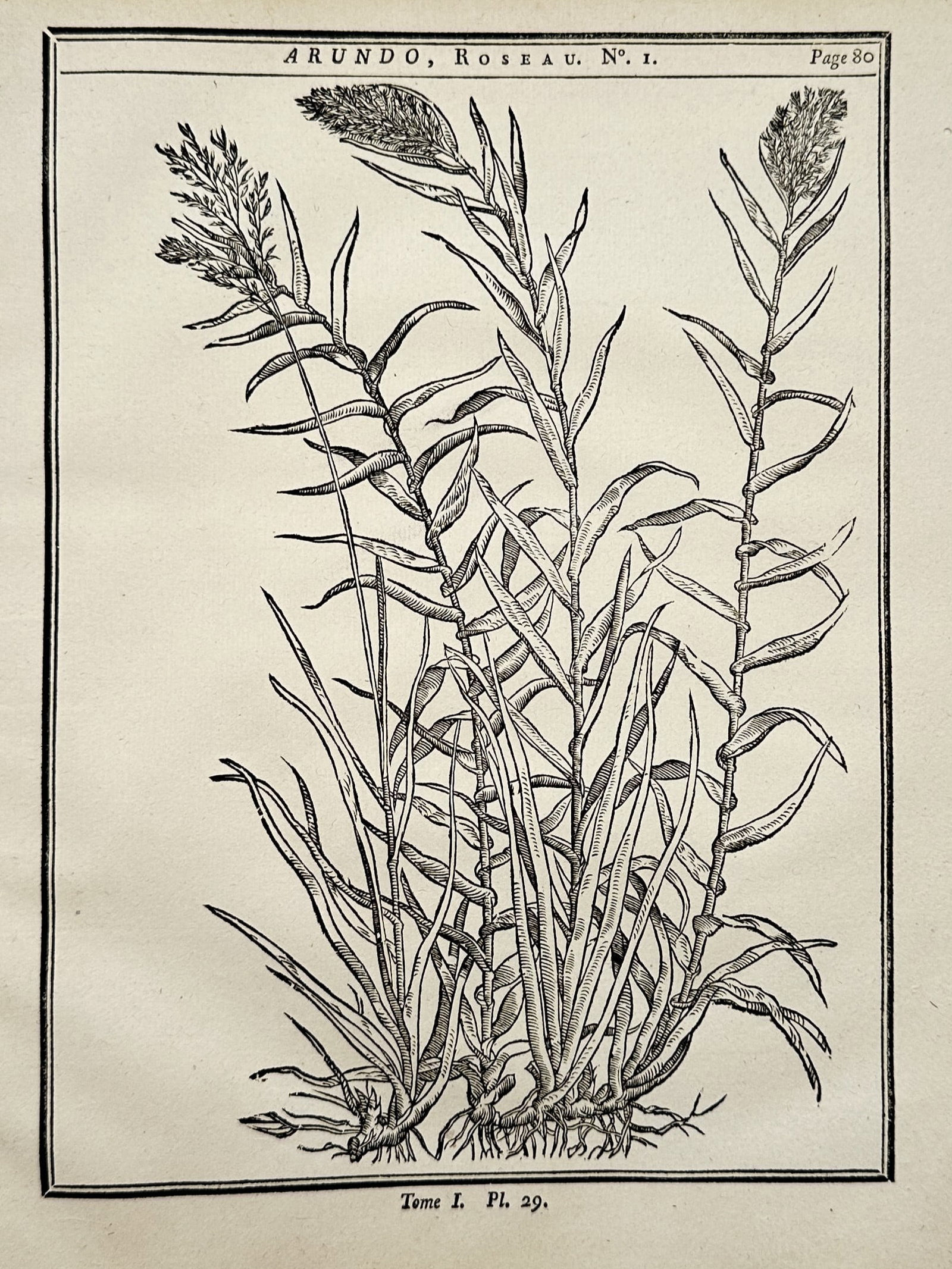 Henri-Louis Duhamel du Monceau (1700–1782) – Study of a Reed Plant – Copper engraving (1 of 2)