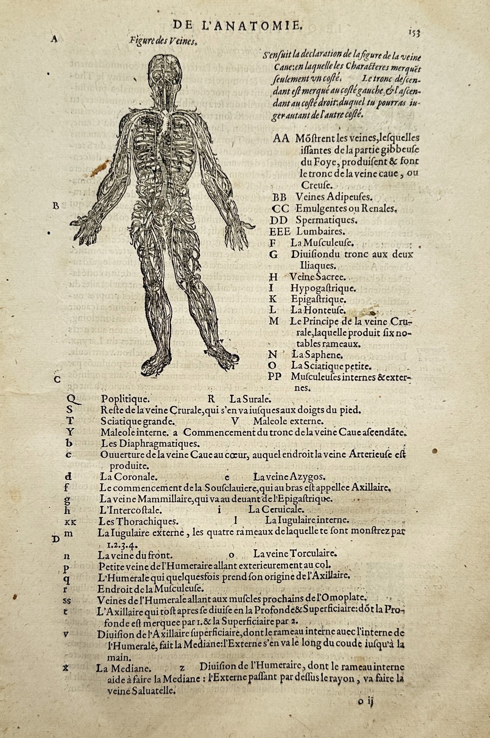 Ambroise Paré (1510–1590) – Anatomical Study of the Venous System – Woodcut (1585) (1 of 2)