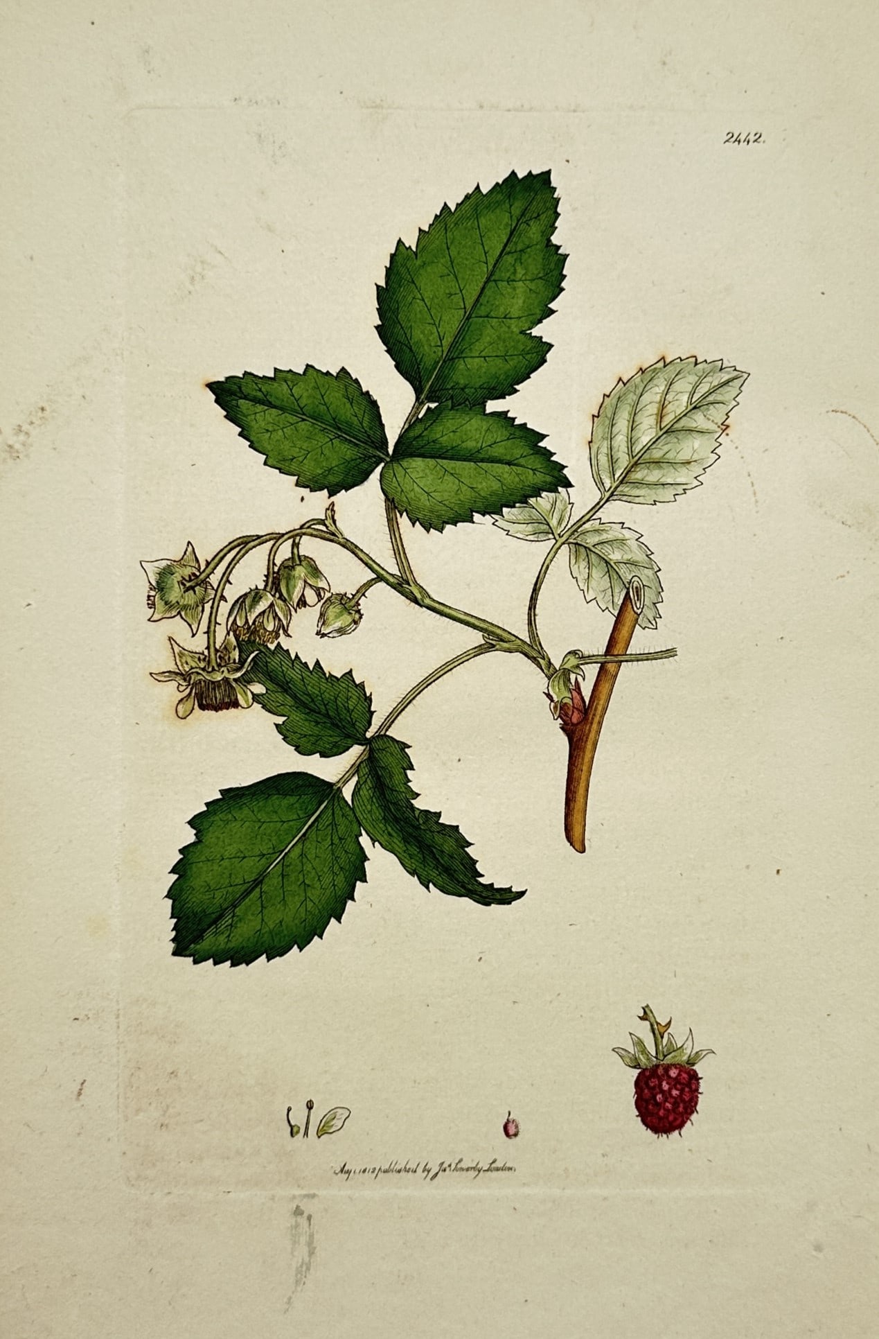 James Sowerby (1757–1822) – Study of a Raspberry Plant – Hand-coloured copper engraving (1812) (1 of 2)