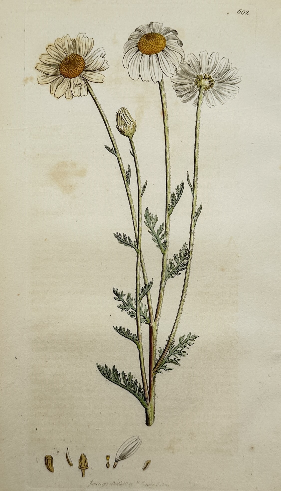 James Sowerby (1757–1822) – Study of a Chamomile Plant – Hand-coloured copper engraving (1 of 2)