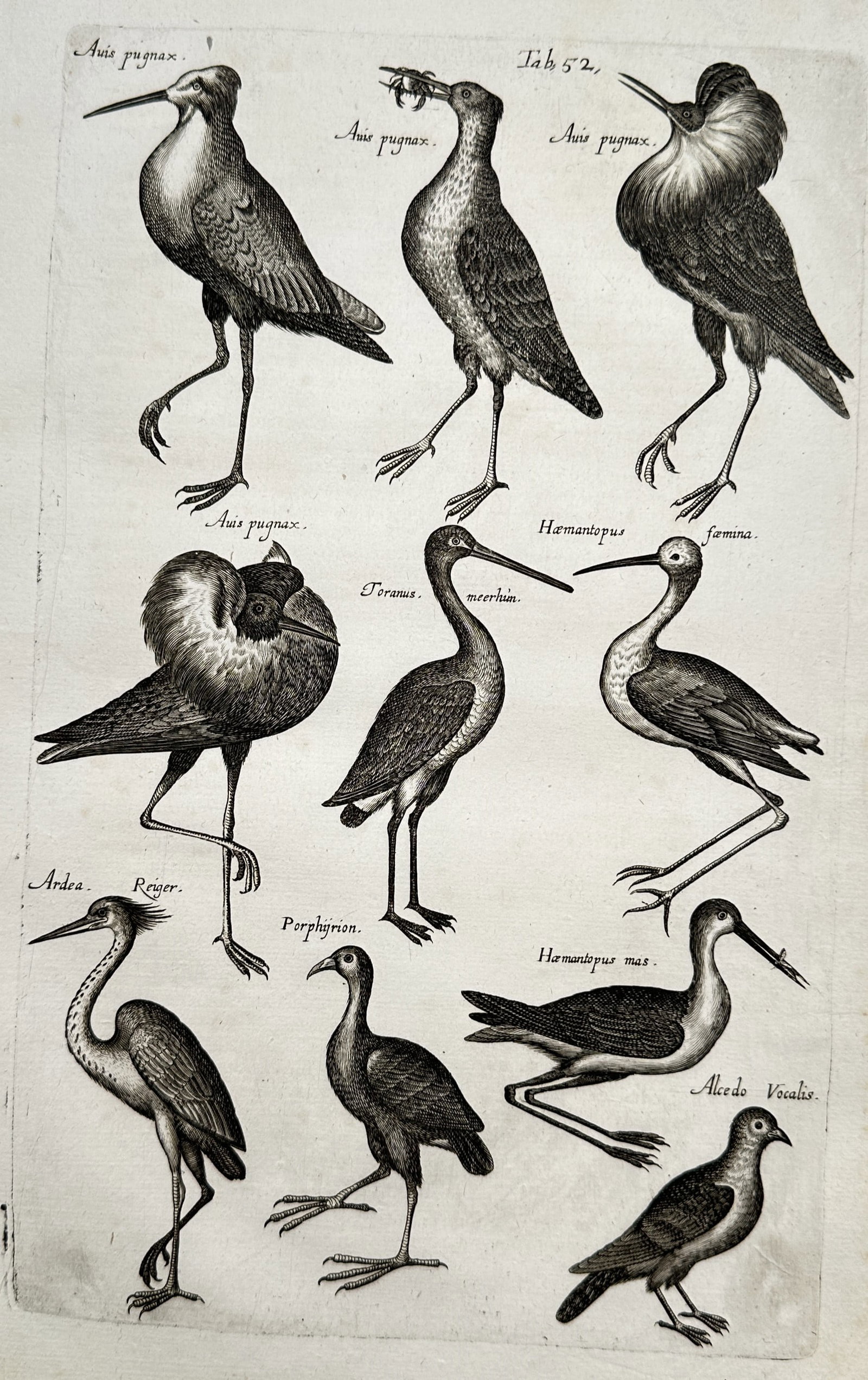 John Jonston (1603–1675) – Studies of Wading and Shore Birds – Copper engraving (1650) (1 of 2)
