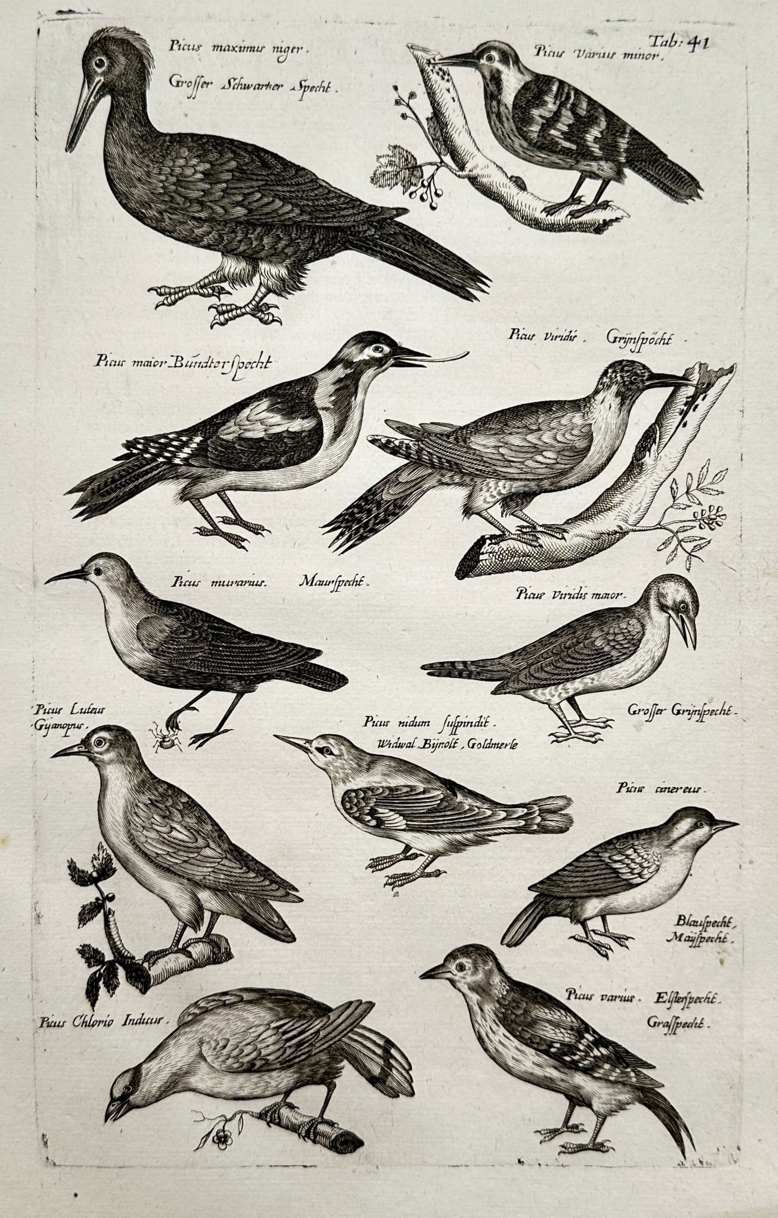 John Jonston (1603–1675) – Studies of Woodpeckers and Songbirds – Copper engraving (1 of 2)