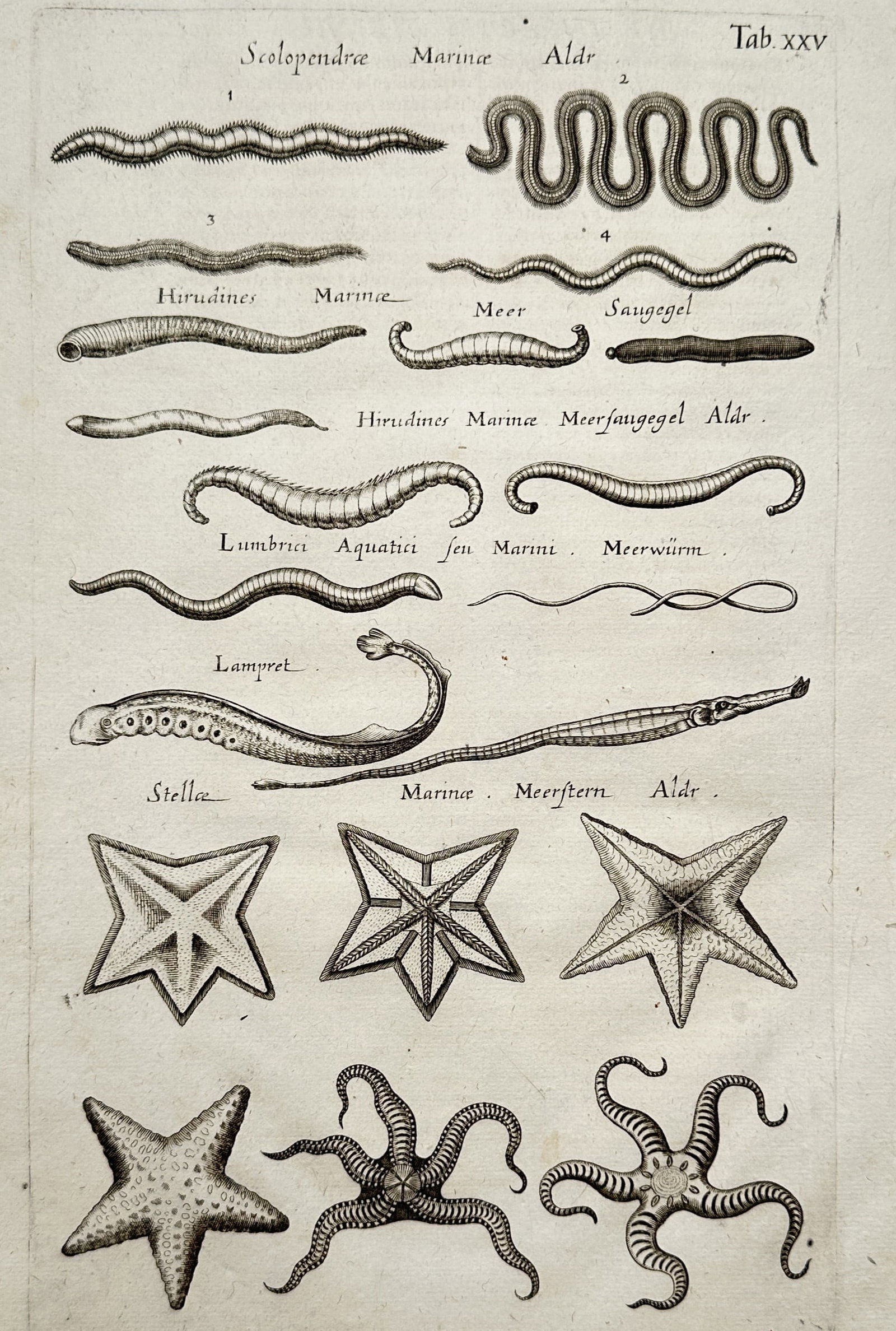 John Jonston (1603–1675) – Studies of Marine Worms and Starfish – Copper engraving (1650) (1 of 2)
