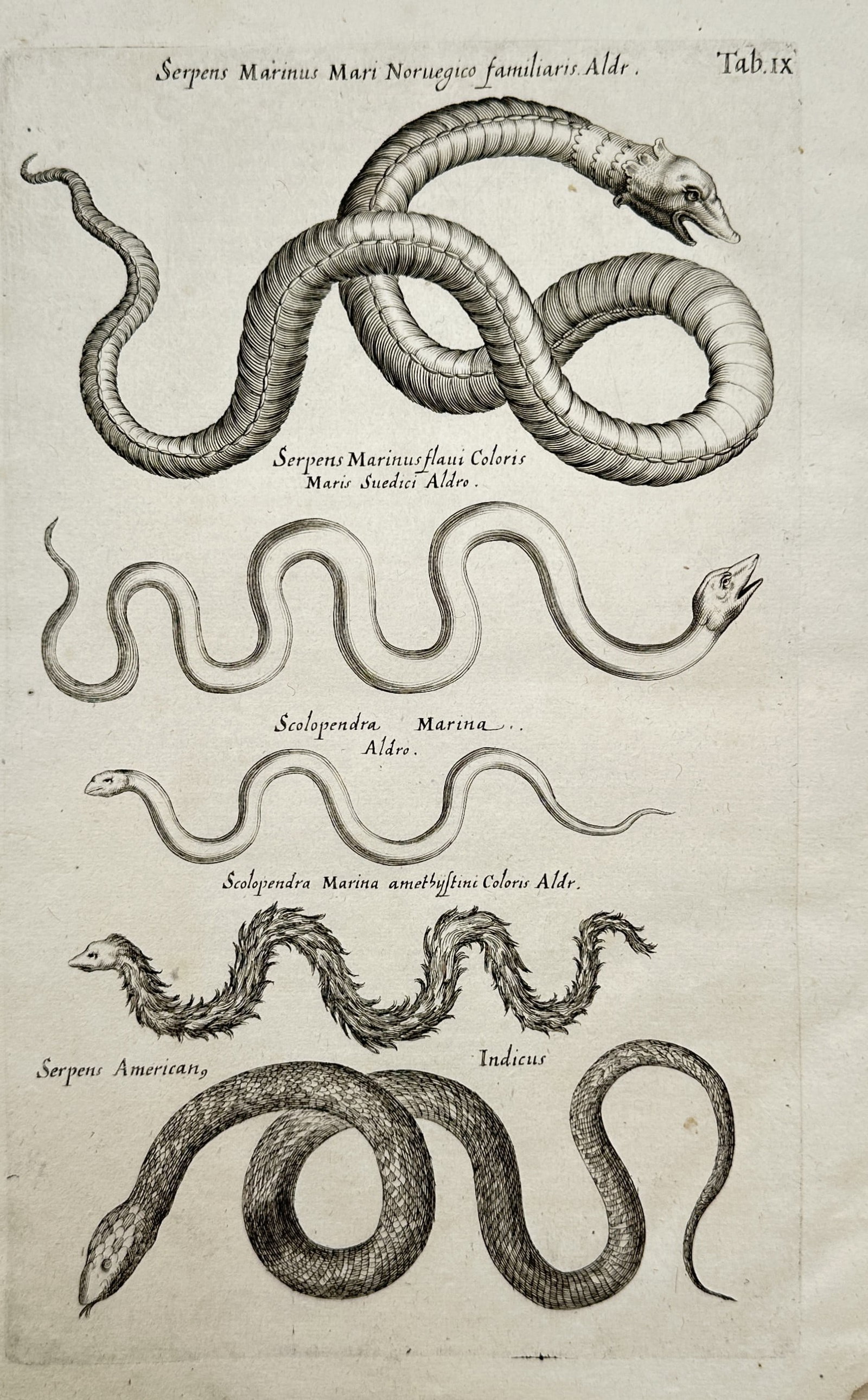 John Jonston (1603–1675) – Studies of Exotic and Sea Serpents – Copper engraving (1650) (1 of 2)