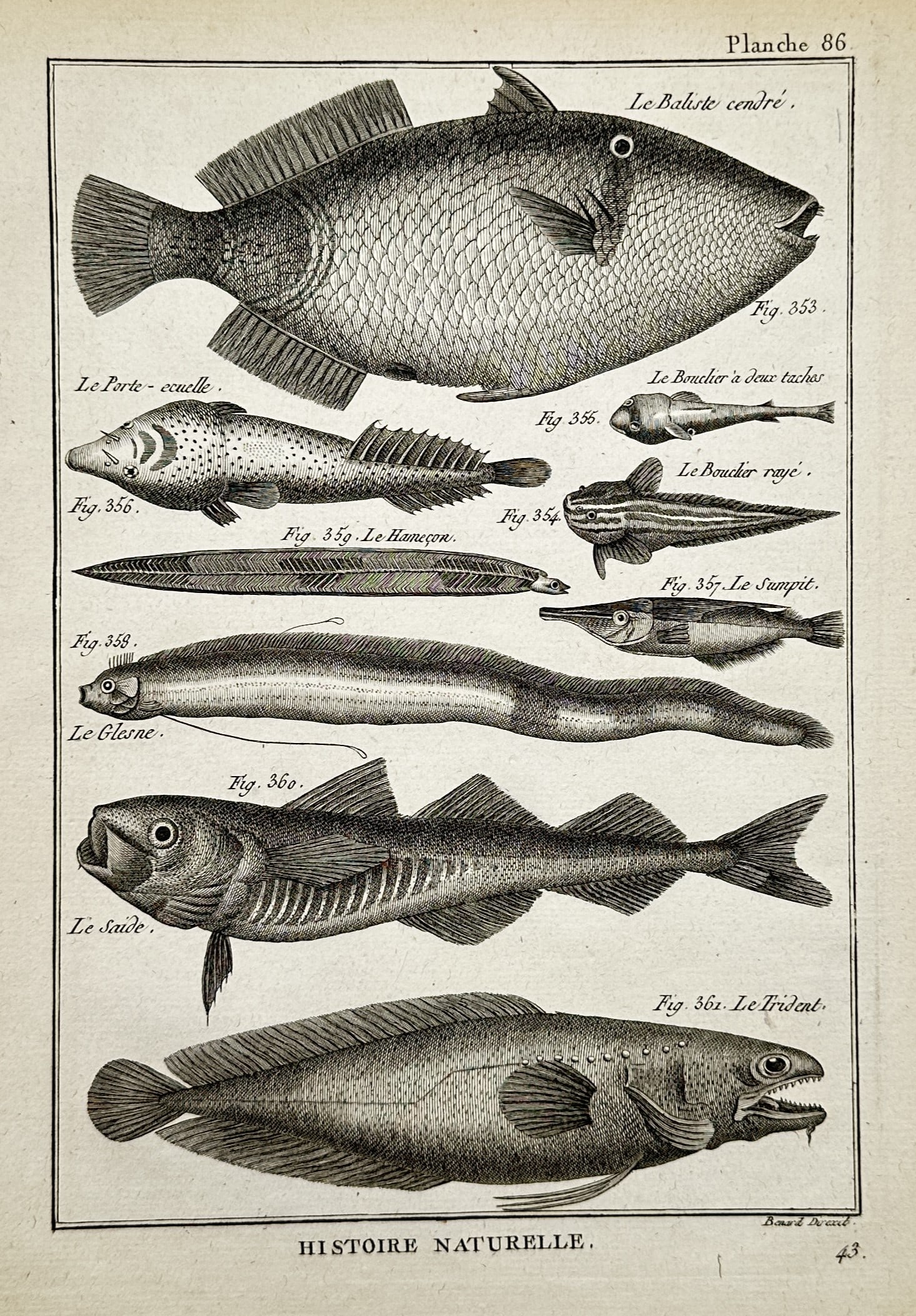 Robert Bénard (1734–1777) – Studies of Marine Fish – Copper engraving (c. 1780): "Histoire Naturelle - Planche 86" illustrates a broad overview of various marine fish species arranged horizontally within a single plate. The detailed zoological composition includes representations 