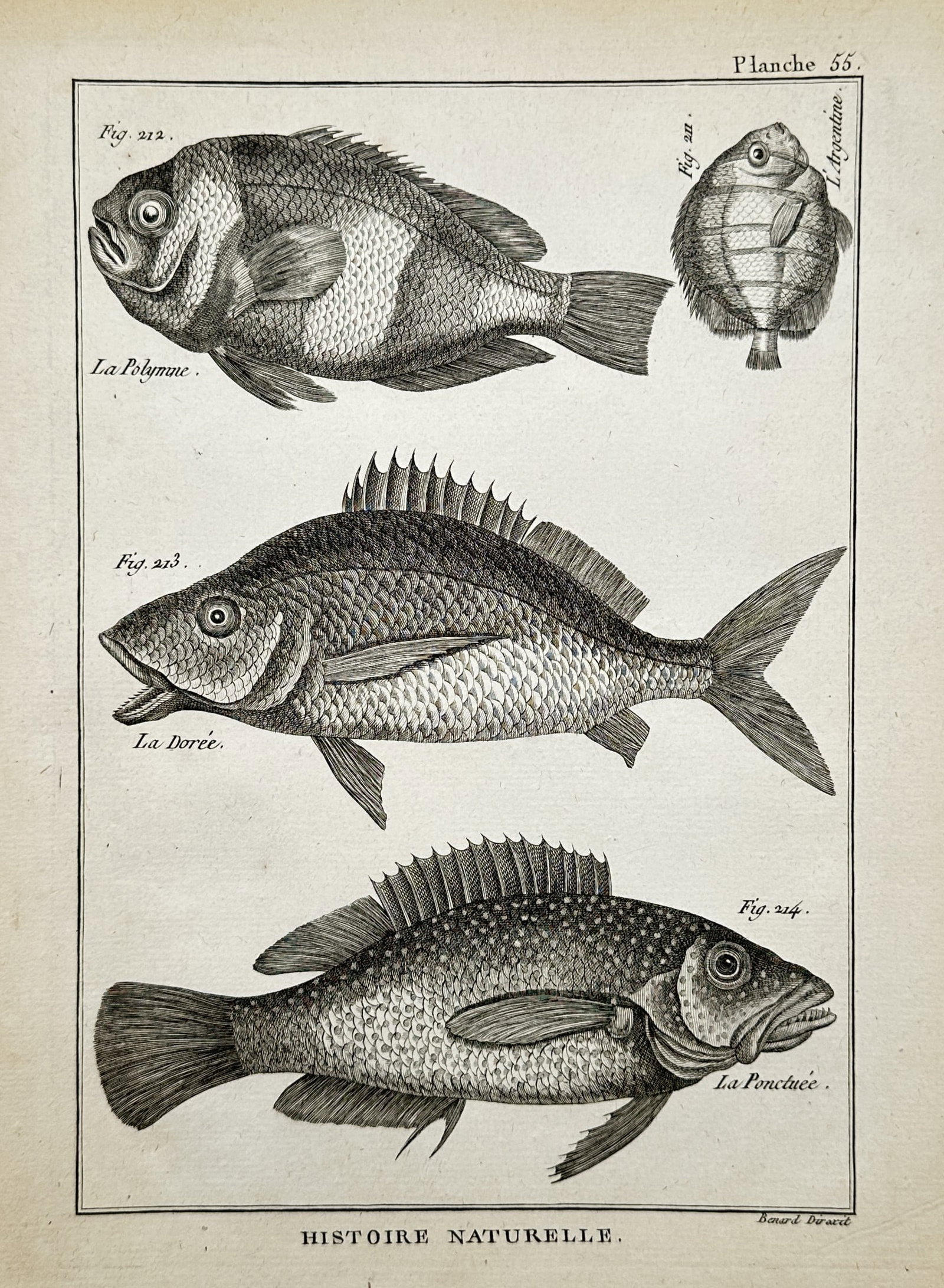 Robert Bénard (1734–1777) – Studies of Marine Fish – Copper engraving (c. 1780): "Histoire Naturelle" illustrates a broad overview of various marine fish species, including a damselfish, a small puffer relative, a sea bream, and a speckled wrasse specimen. The work is a copper eng