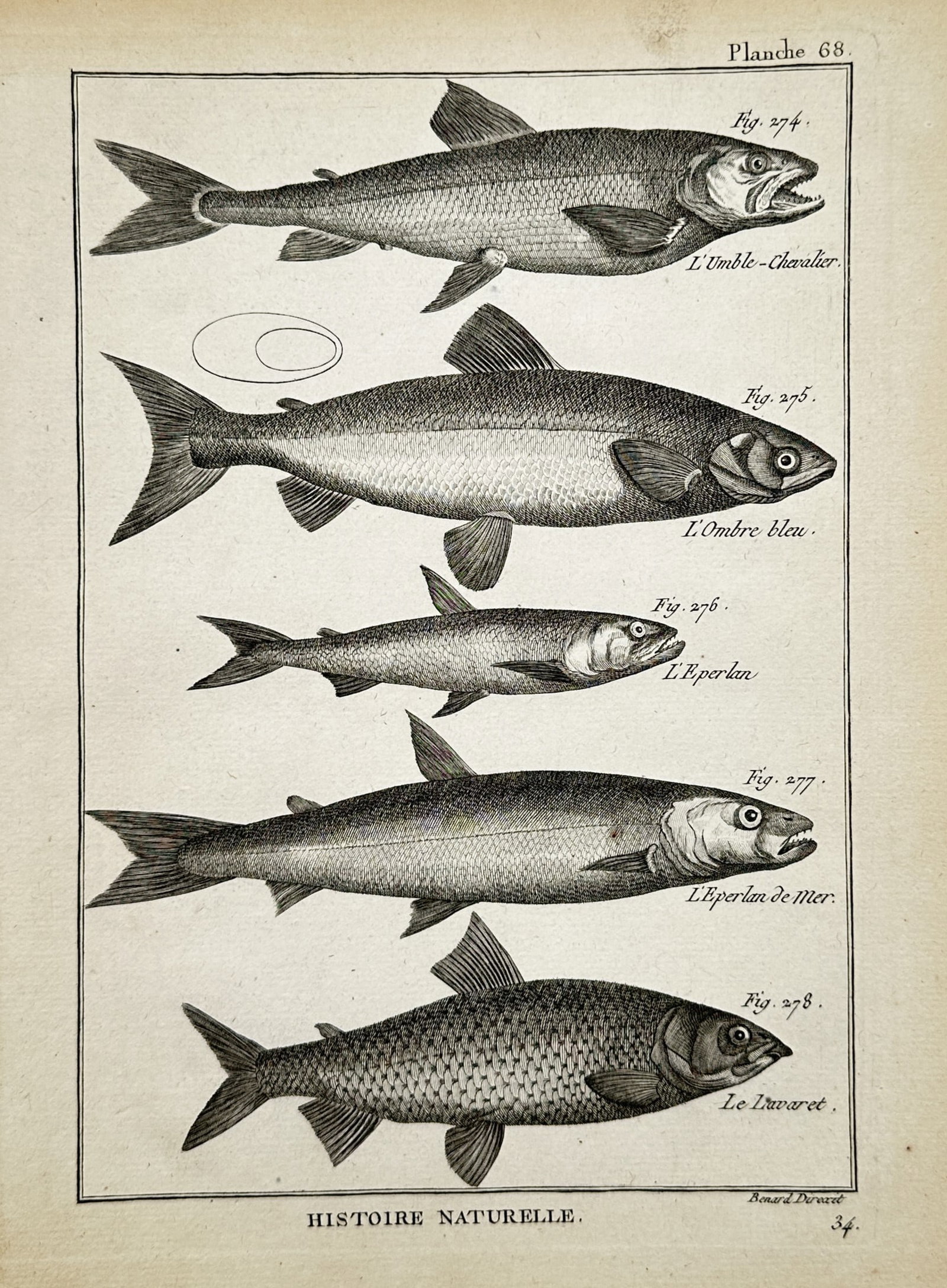 Robert Bénard (1734–1777) – Studies of Salmonid and Freshwater Fish – Copper engraving: "Histoire Naturelle" illustrates a broad overview of several freshwater and marine fish species, including an Arctic char, a grayling, a European smelt, a sand smelt, and a common whitefish. The work 