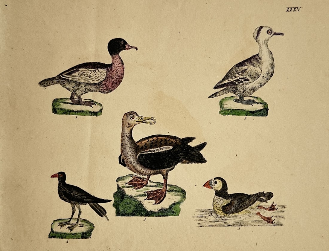 Friedrich Justin Bertuch (1747–1822) – Studies of Water Birds – Hand-coloured copper engraving (1 of 2)