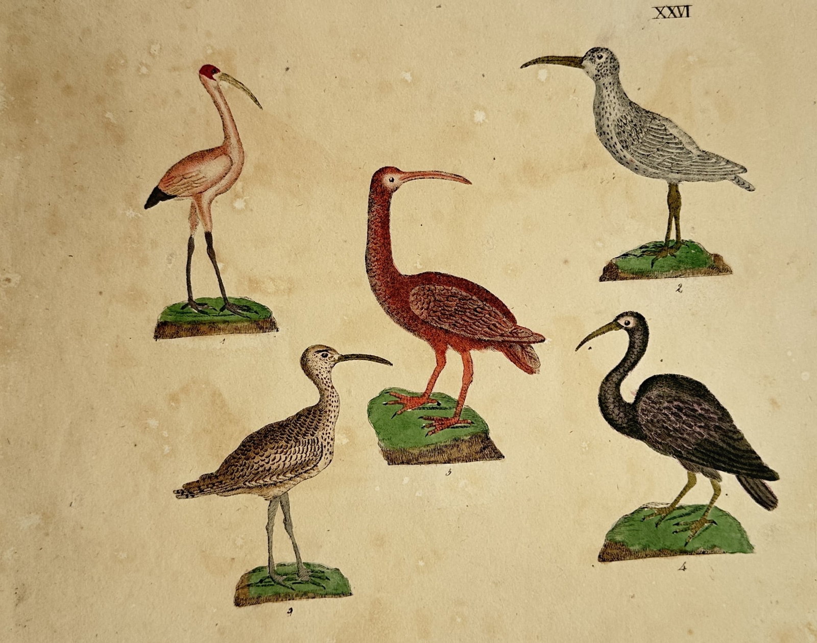 Friedrich Justin Bertuch (1747–1822) – Studies of Wading Birds – Hand-coloured copper (1 of 2)