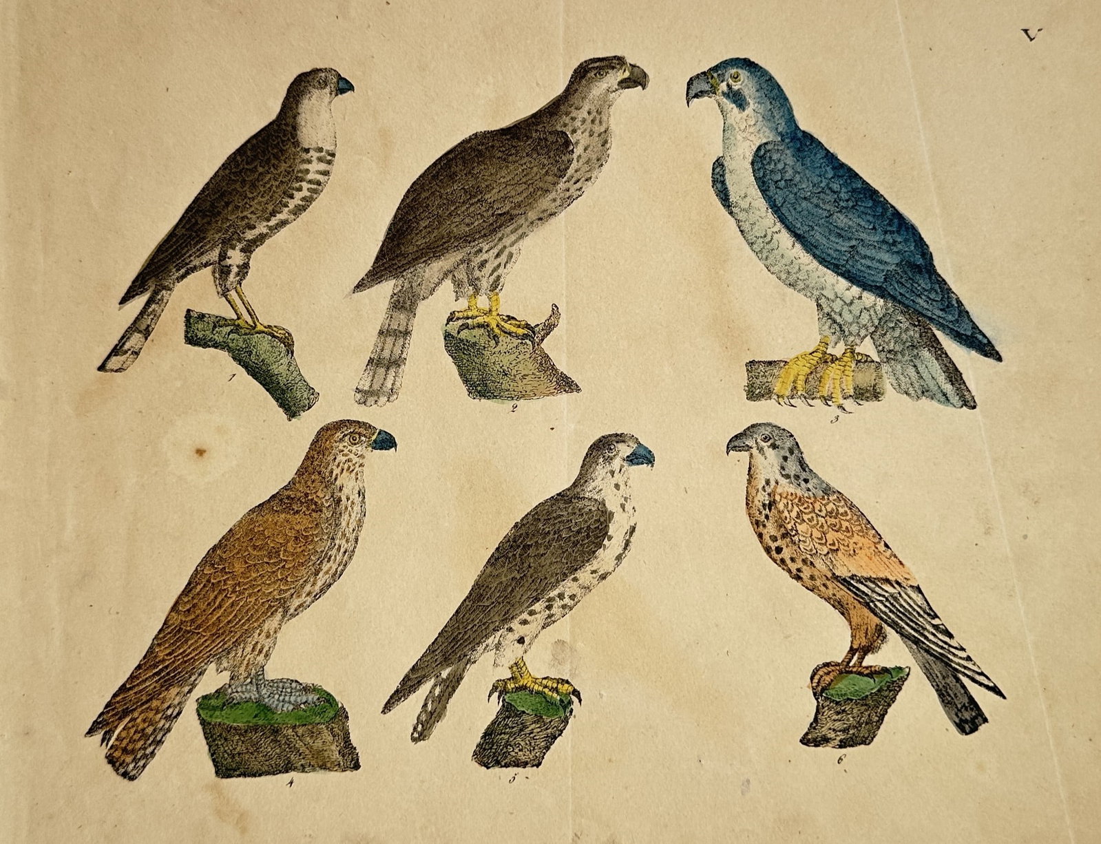 Friedrich Justin Bertuch (1747–1822) – Studies of Birds of Prey – Hand-coloured copper (1 of 2)