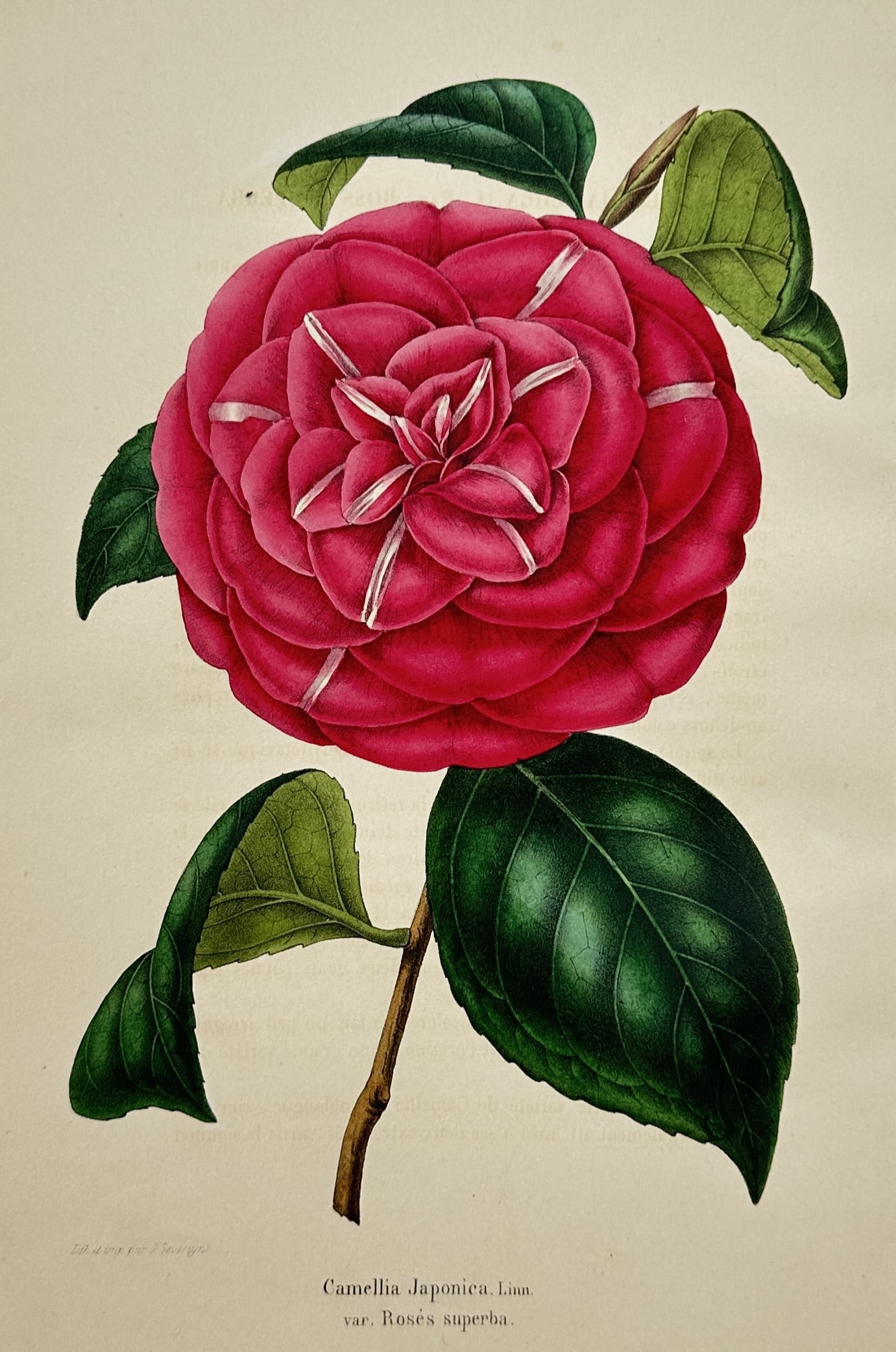 Charles Morren (1807–1858) – Study of a Japanese Camellia – Hand-coloured lithograph (1 of 2)