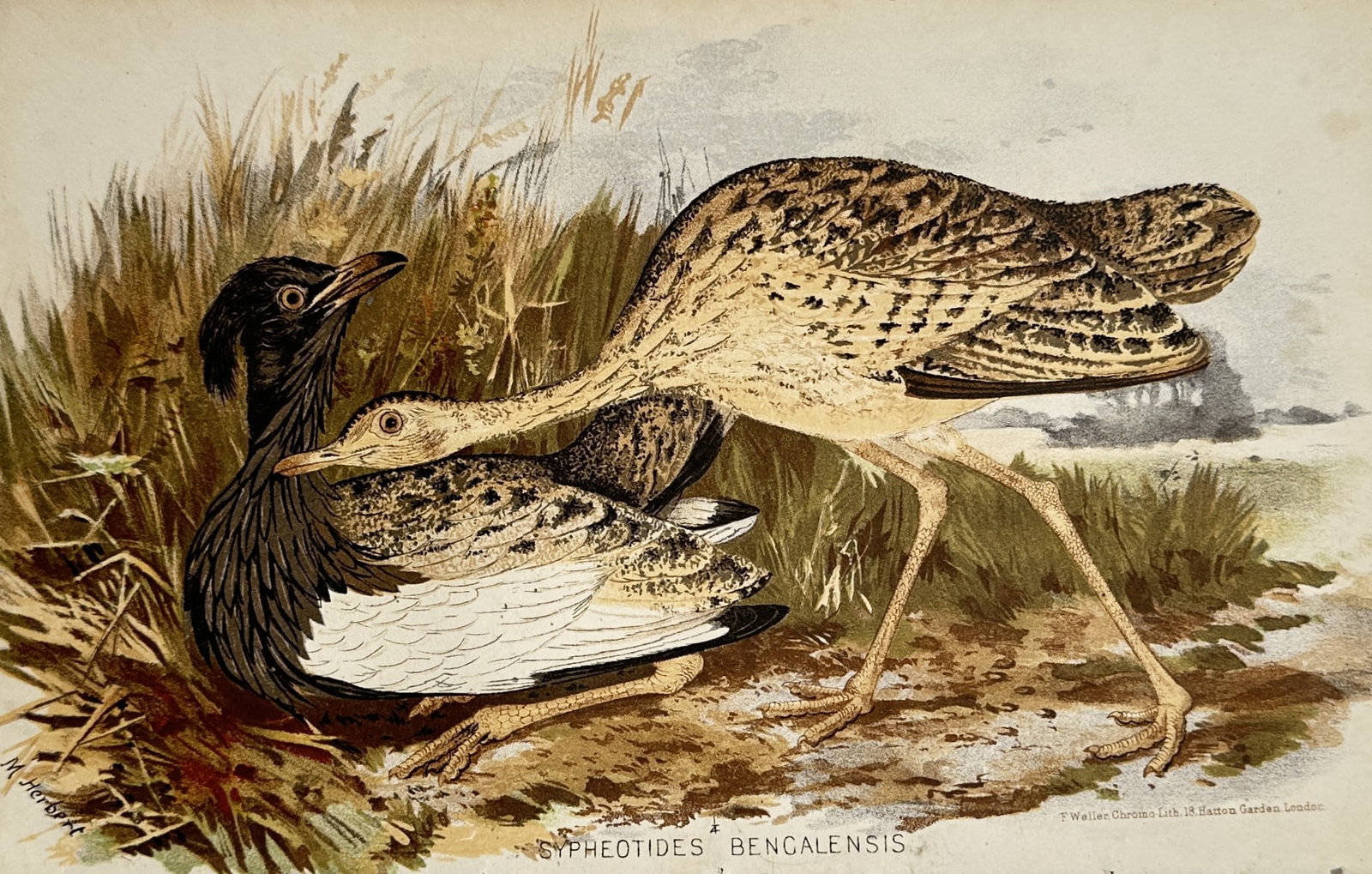 Miss M. Herbert – Study of Bengal Floricans – Chromolithograph (c. 1880): "Sypheotides Bengalensis" illustrates a broad overview of two bustard birds interacting within a detailed grassy wetland landscape. The composition depicts a dark-crested male bird resting low in the 