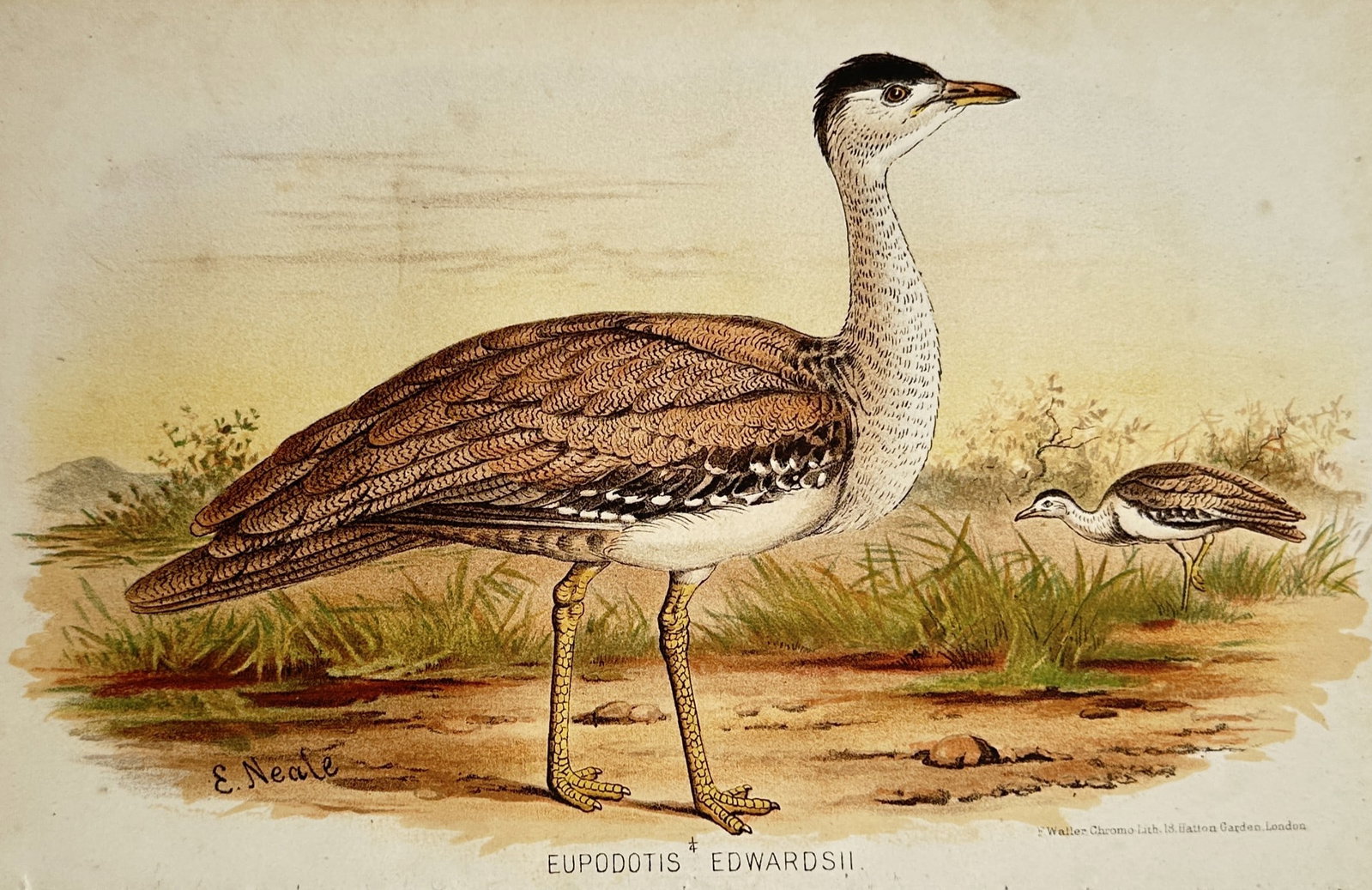Edward Neale (1833–1904) – Study of Great Indian Bustards – Chromolithograph (c. 1880): "Eupodotis Edwardsii" illustrates a broad overview of two large terrestrial birds standing within an open, arid grassland environment. The composition features a prominent large bustard with a black c