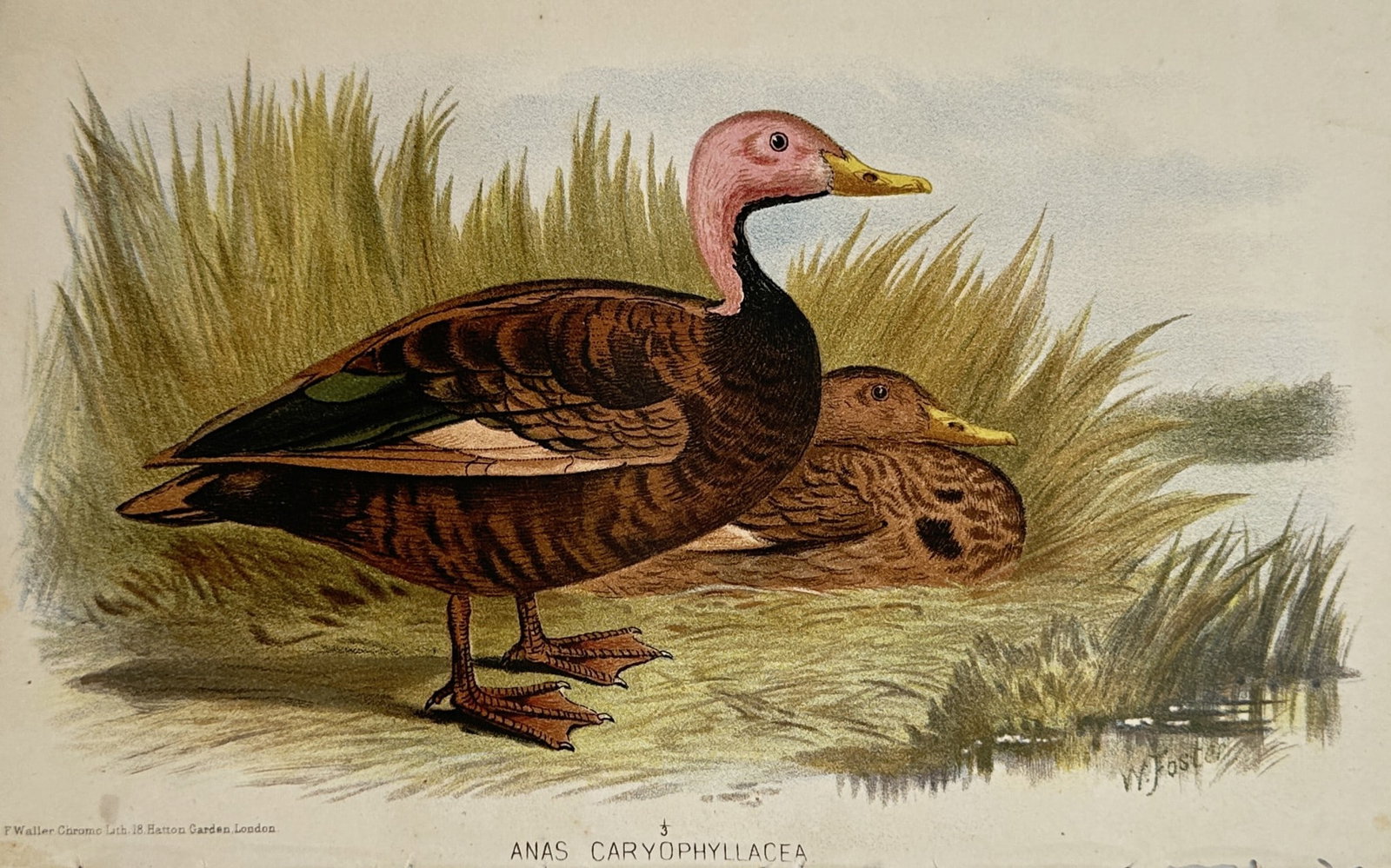 William Foster (1863–1928) – Study of Pink-Headed Ducks – Chromolithograph (c. 1880) (1 of 2)