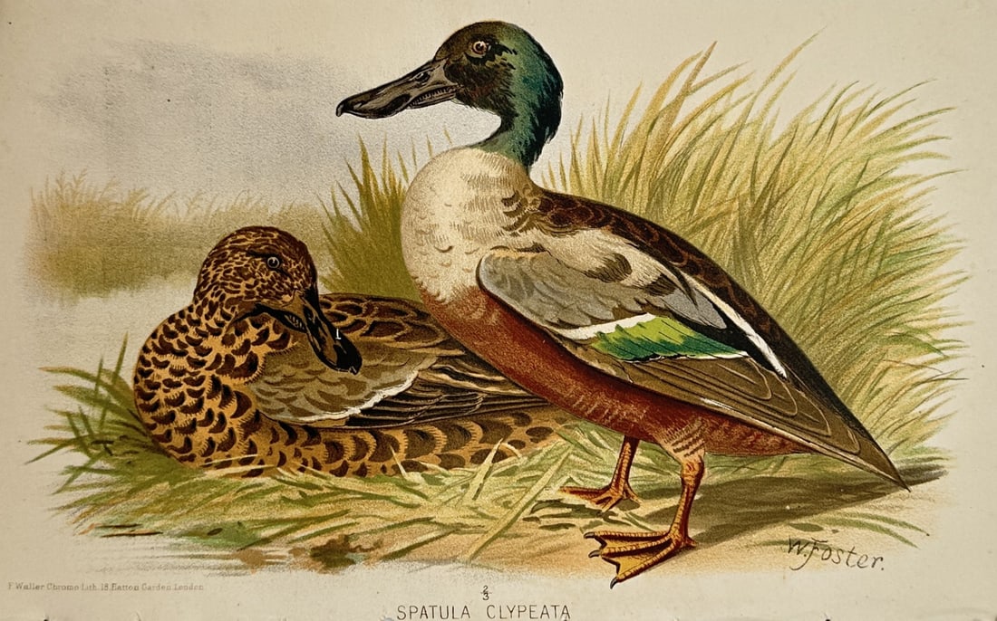 William Foster (1863–1928) – Study of Northern Shovelers – Chromolithograph (c. 1880): "Spatula Clypeata" illustrates a broad overview of two waterfowl specimens positioned within a grassy wetland habitat at the edge of a water body. The composition features a prominent male duck standi