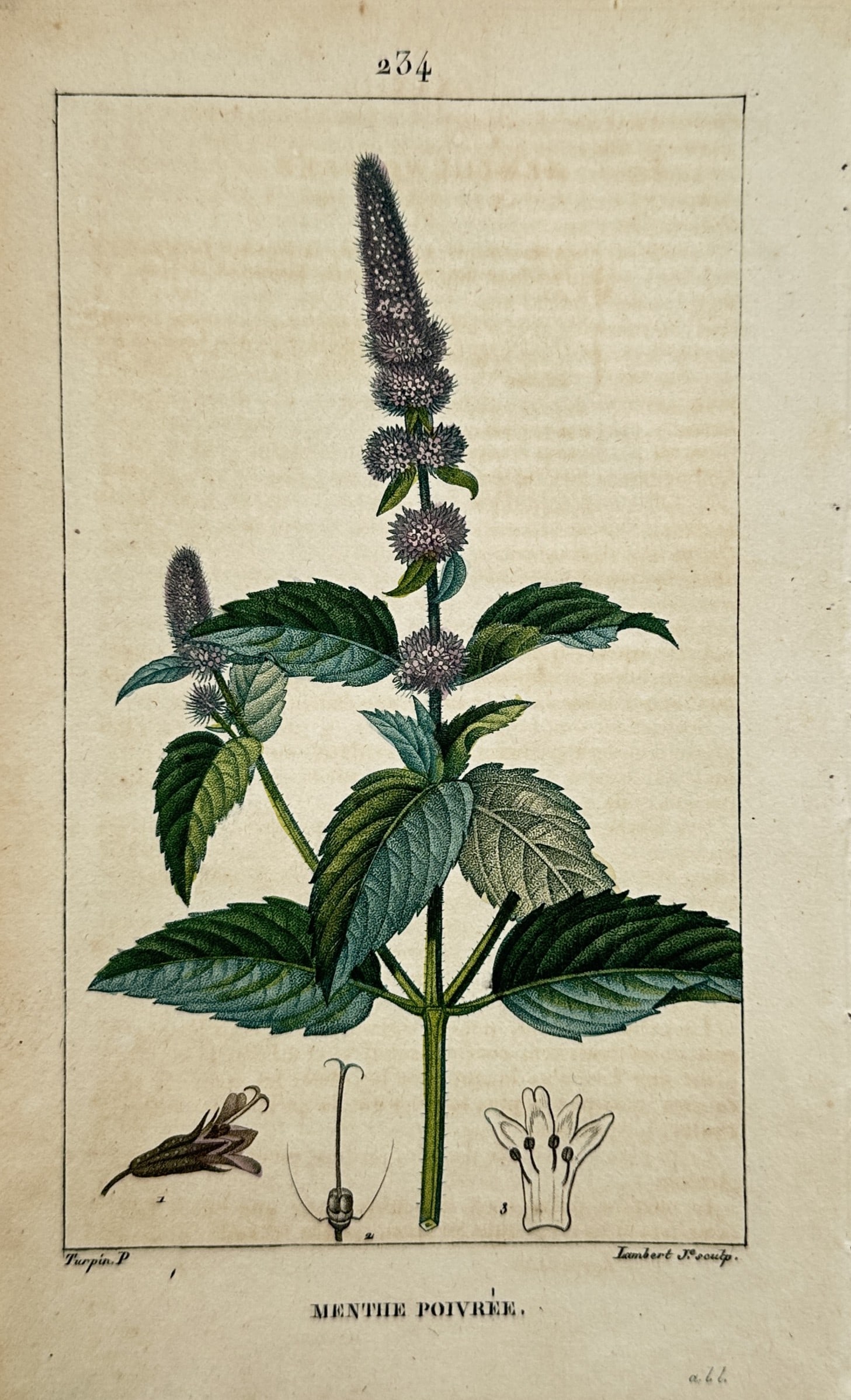 Pierre Jean François Turpin (1775–1840) – Study of Peppermint – Hand-coloured stipple: "Menthe Poivrée" illustrates a broad overview of a flowering peppermint plant stem featuring serrated green leaves arranged in opposite pairs along a central upright stalk that terminates in a dense,