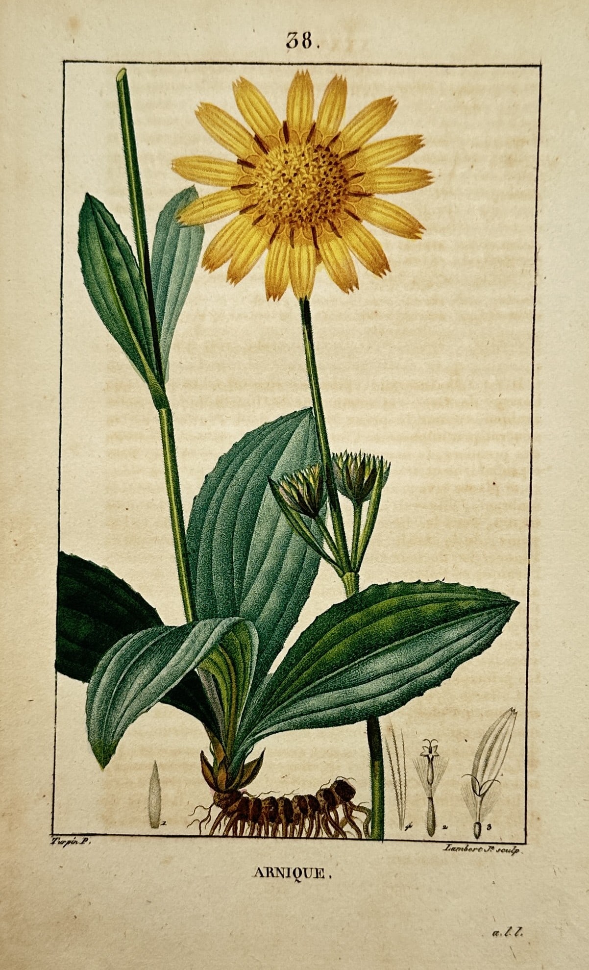Pierre Jean François Turpin (1775–1840) – Study of Arnica – Hand-coloured stipple engraving: "Arnique" illustrates a broad overview of a flowering arnica plant featuring a basal rosette of ribbed green leaves, an upright slender stem supporting smaller opposite leaves, a central fully opened 