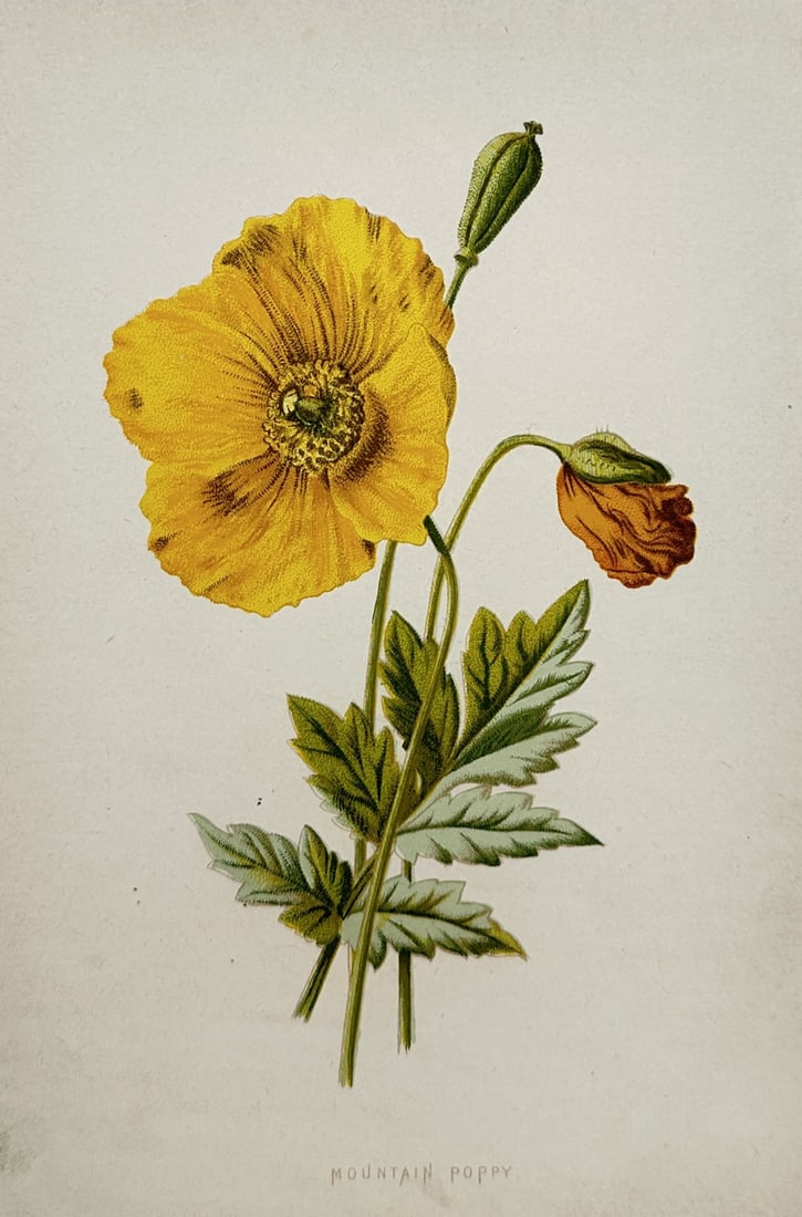 Frederick Edward Hulme (1841–1909) – Study of a Mountain Poppy – Chromolithograph (c. 1880) (1 of 2)
