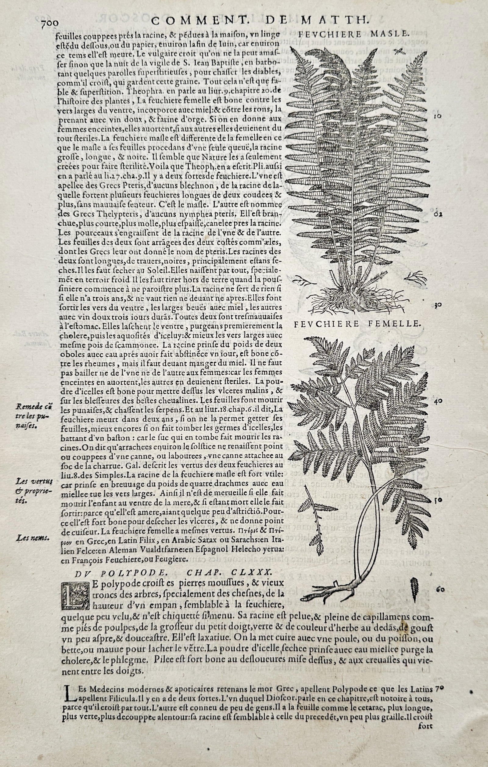 Pietro Andrea Mattioli (1501–1578) – Studies of Male and Female Ferns – Woodcut (c. 1565) (1 of 2)