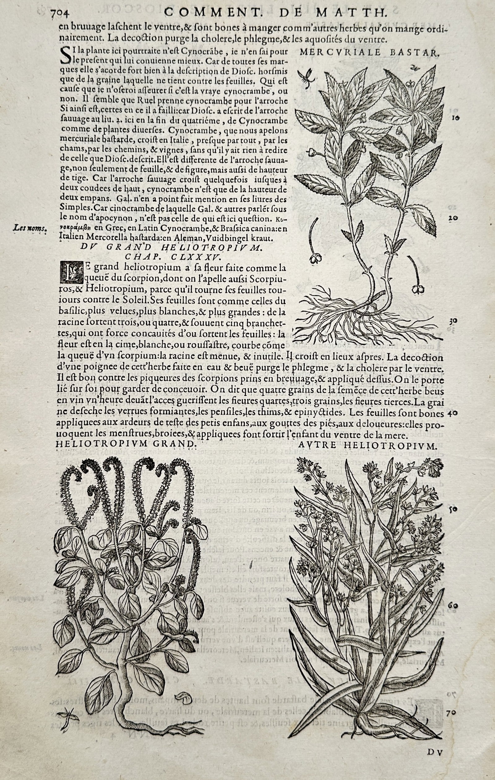 Pietro Andrea Mattioli (1501–1578) – Studies of Mercury and Heliotrope Varieties – Woodcut (1 of 2)