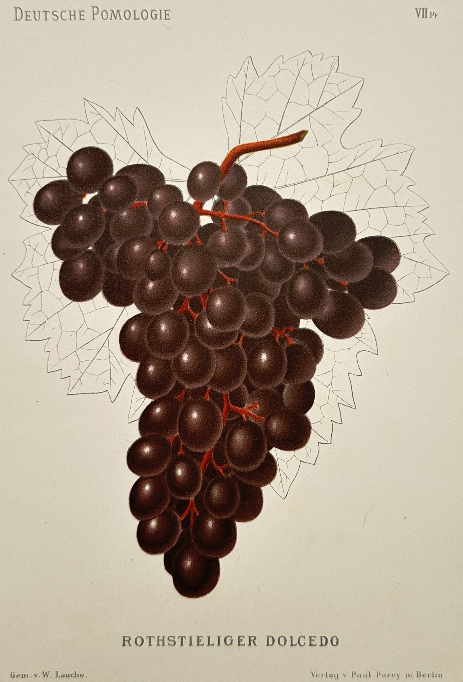 Wilhelm Lauche (1827–1883) – Study of Dolcetto Grapes – Chromolithograph (c. 1882): "Deutsche Pomologie" illustrates a broad overview of a prominent botanical pomological specimen detailing a large, dense cluster of dark purple, nearly black grapes hanging from a central reddish stem
