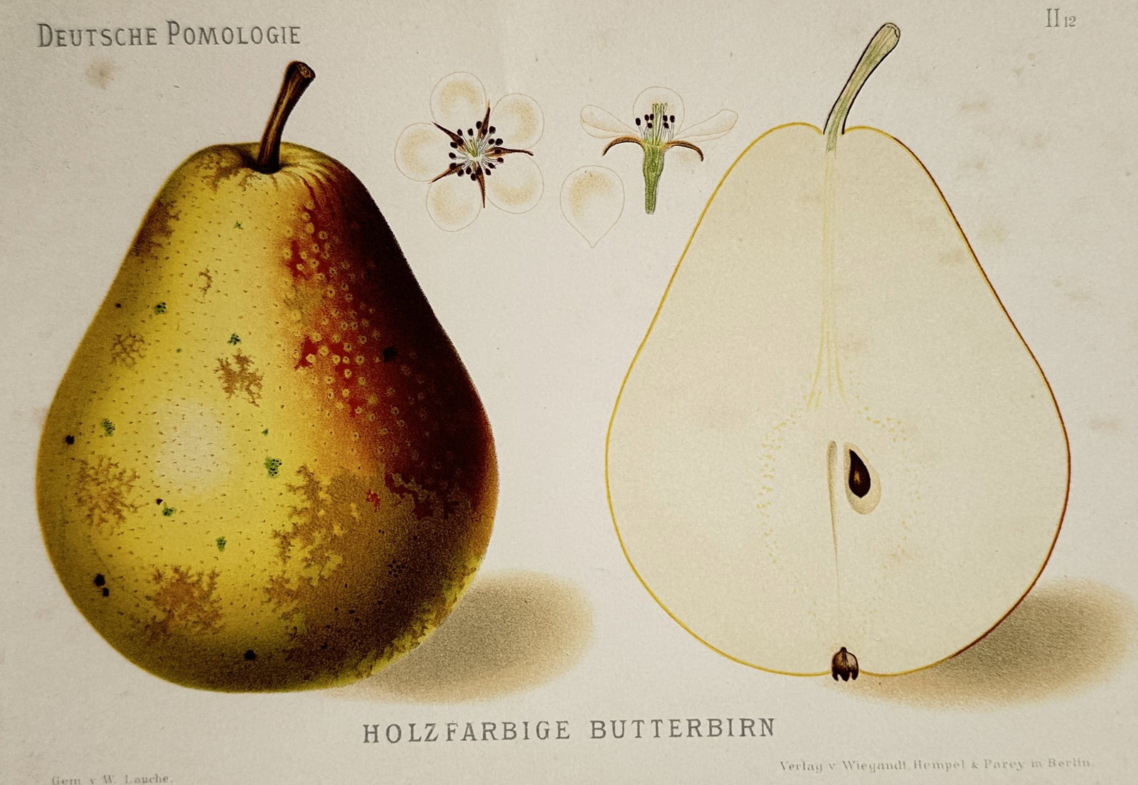 Wilhelm Lauche (1827–1883) – Study of Holzfarbige Butterbirne Pears – Chromolithograph: "Deutsche Pomologie" illustrates a broad overview of a botanical pomological specimen detailing a ripe, whole pear with mottled yellow, green, and russet-brown skin alongside a longitudinal cross-sect