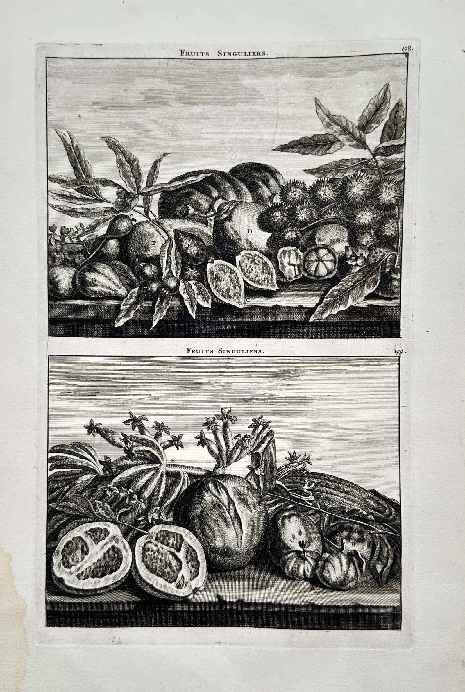 Cornelis de Bruyn (1652–1727) – Studies of Exotic East Indian Fruits – Copper engraving (1 of 2)