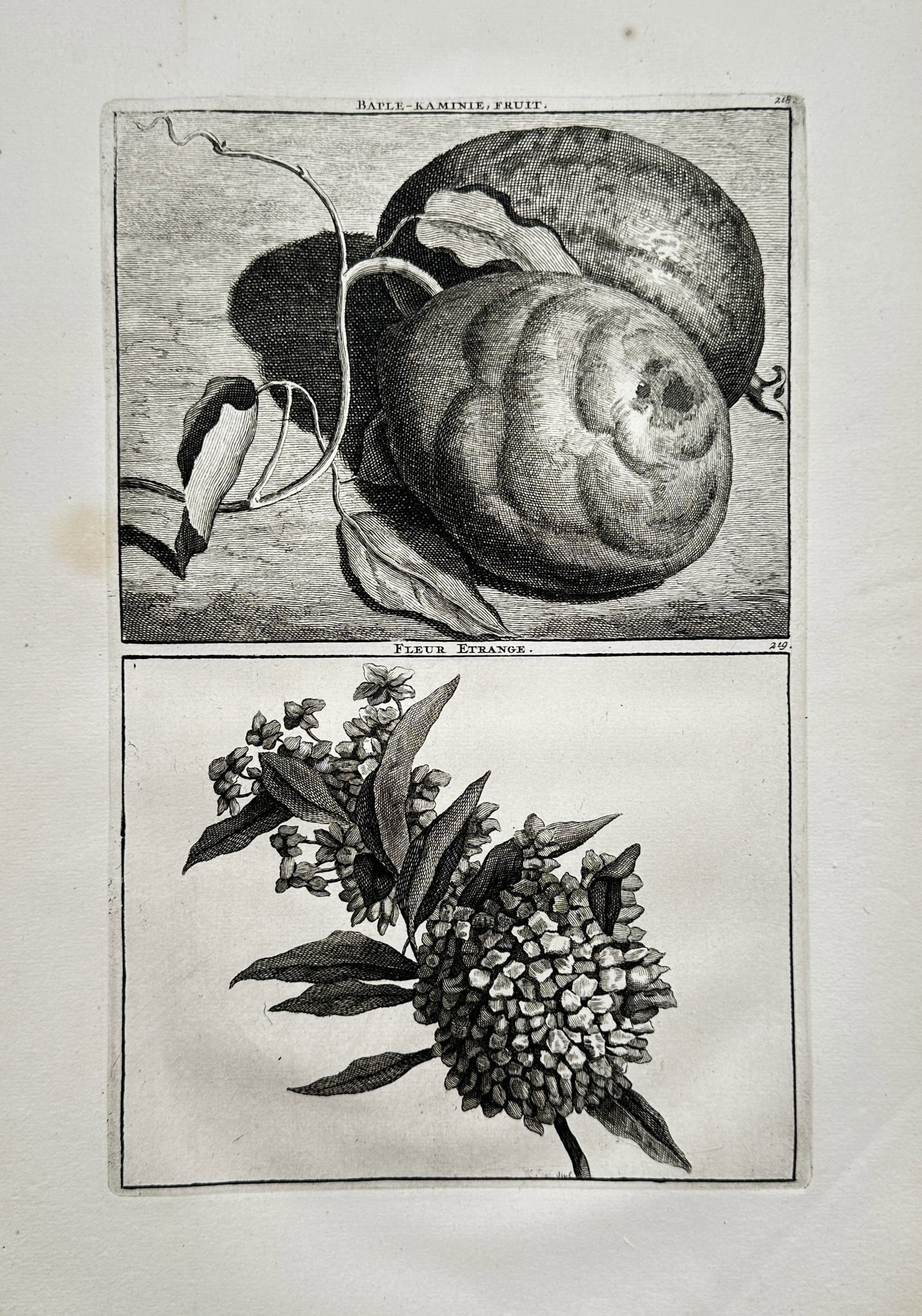 Cornelis de Bruyn (1652–1727) – Studies of Exotic East Indian Fruit and Blossom – Copper (1 of 2)