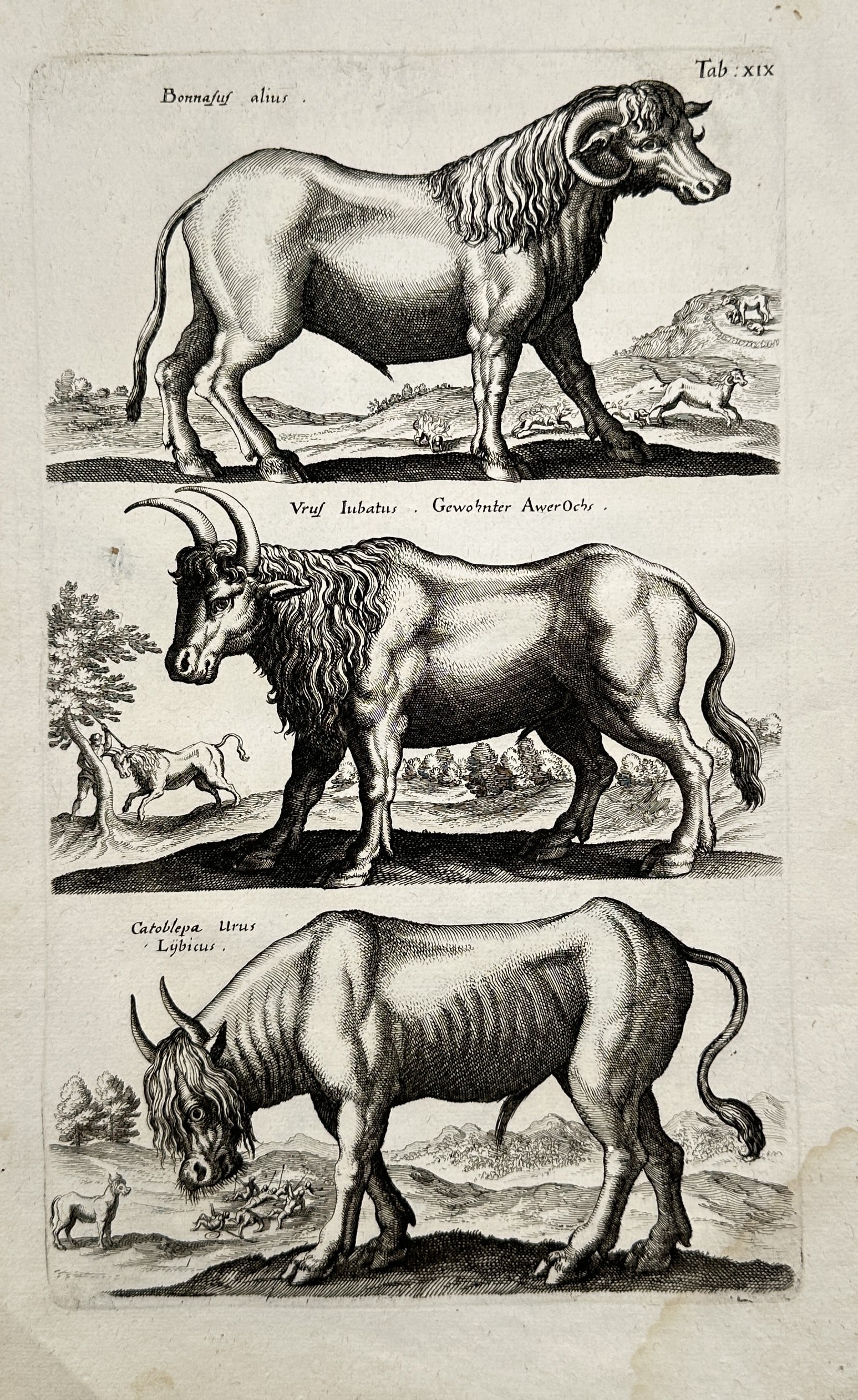 Johann Jonston (1603–1675) – Studies of Quadruped Beasts – Copper engraving: "Bonnasus Alius" illustrates a broad overview of three distinct powerful horned quadruped mammals arranged in horizontal rows across a single plate format. The top profile depicts a heavy-set bull-lik