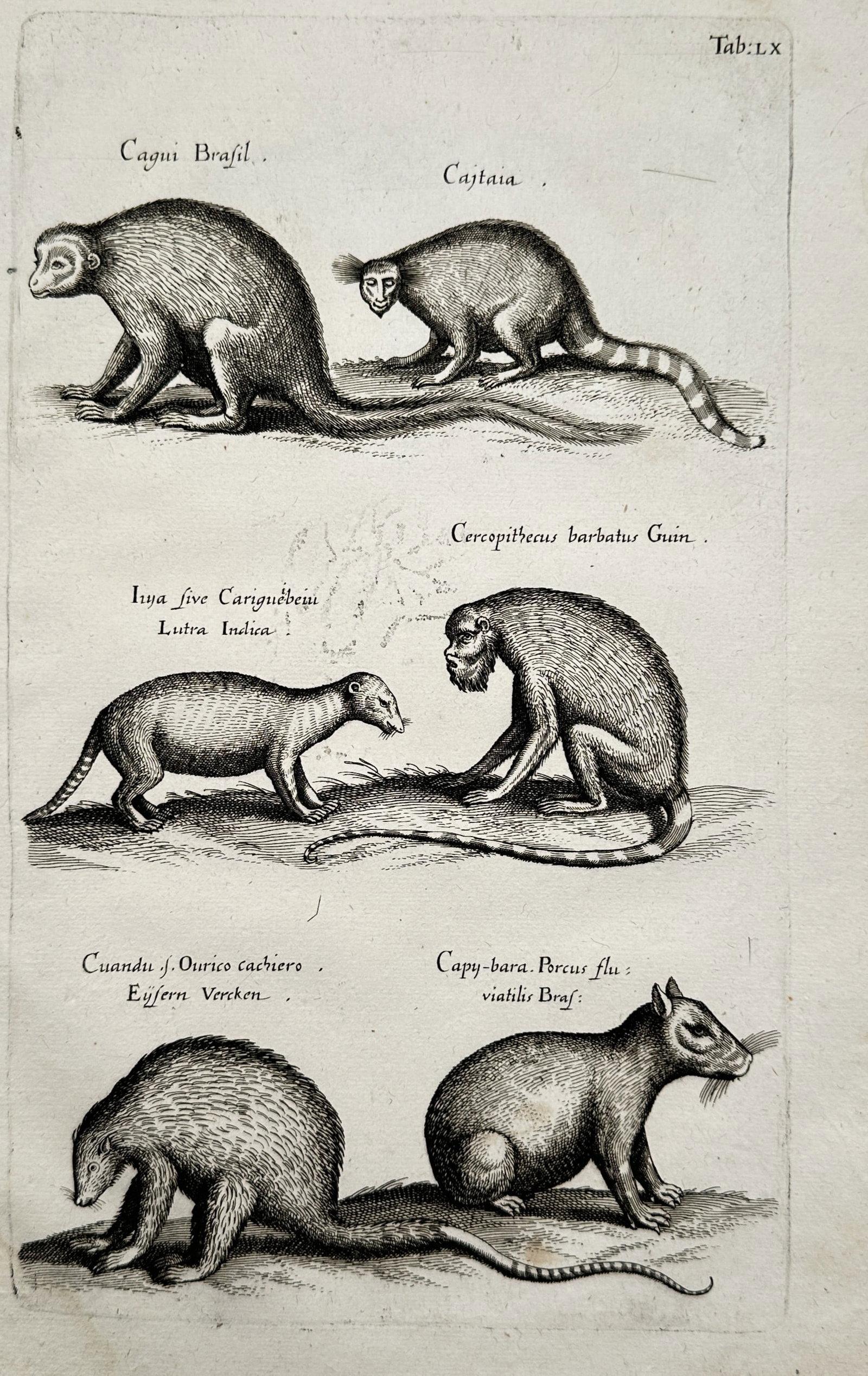 Johann Jonston (1603–1675) – Studies of Monkeys and Exotic Mammals – Copper engraving: "Cagui Brasil" illustrates a broad overview of six exotic mammals from South America and Africa arranged in three horizontal pairs across a single plate format. The top section presents two small monk