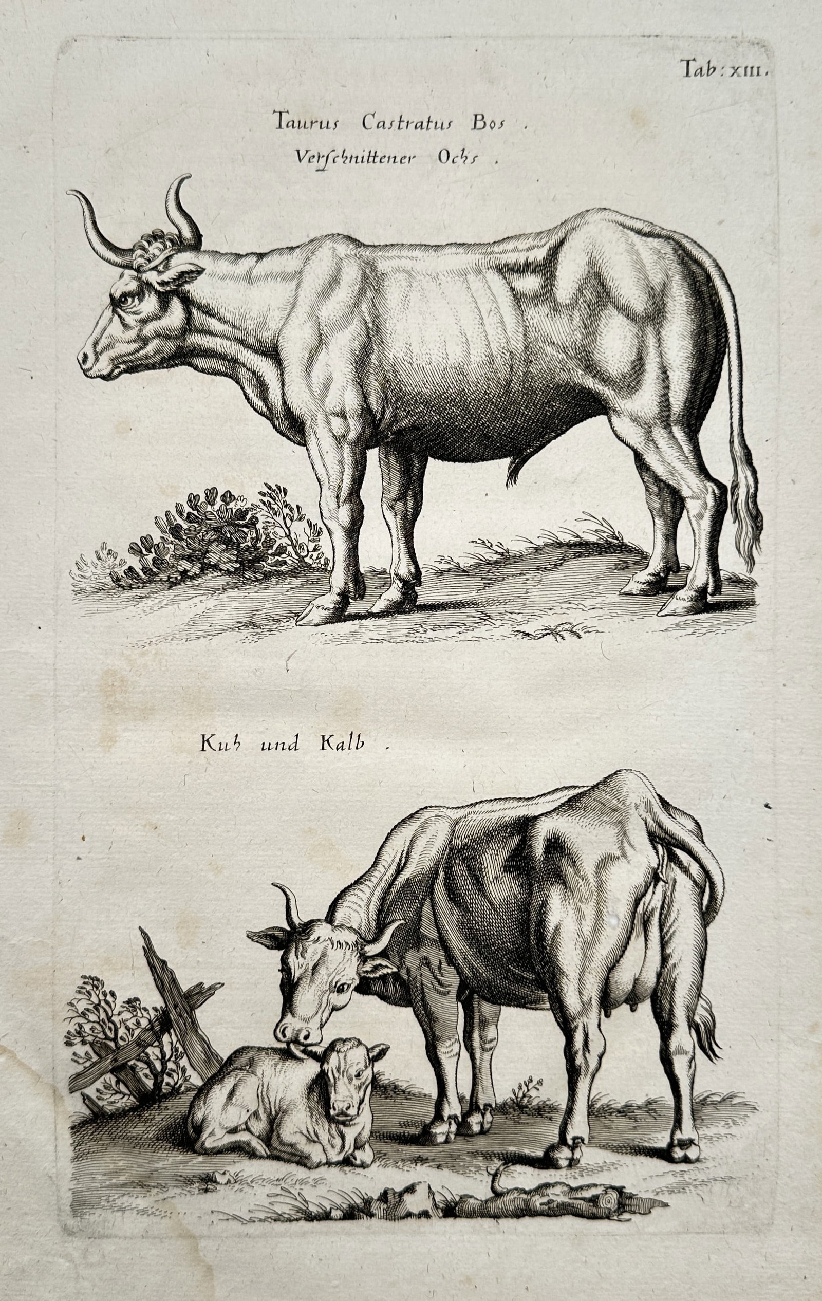 Johann Jonston (1603–1675) – Studies of Cattle – Copper engraving (c. 1650): "Taurus Castratus Bos" illustrates a broad overview of domestic cattle varieties arranged across a multi-compartment composition. The upper layout features a full-length profile view of a muscular cas