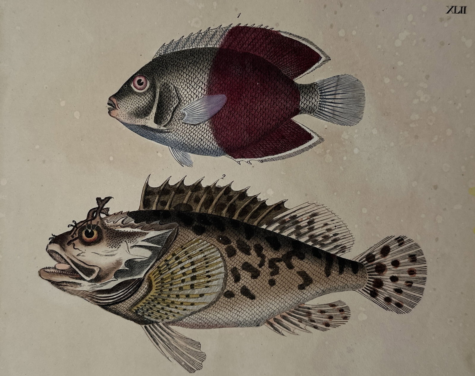 Friedrich Justin Bertuch (1747–1822) – Ichthyological Studies of Exotic Fish: "Fische" illustrates a broad overview of two distinct varieties of marine fish arranged vertically across a single plate composition. The upper profile depicts a rounded, deep-bodied fish with silver-