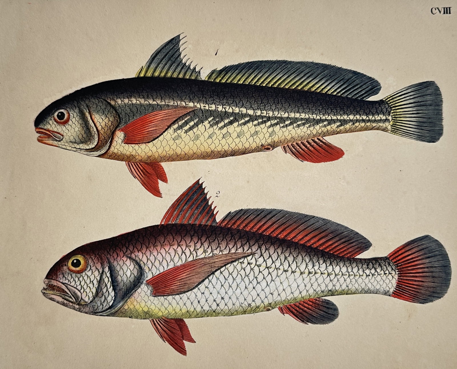 Friedrich Justin Bertuch (1747–1822) – Ichthyological Studies of Fish: "Fische" illustrates a broad overview of two distinct varieties of elongated marine fish arranged vertically across a single plate composition. The upper profile depicts a slender fish with a dark gre