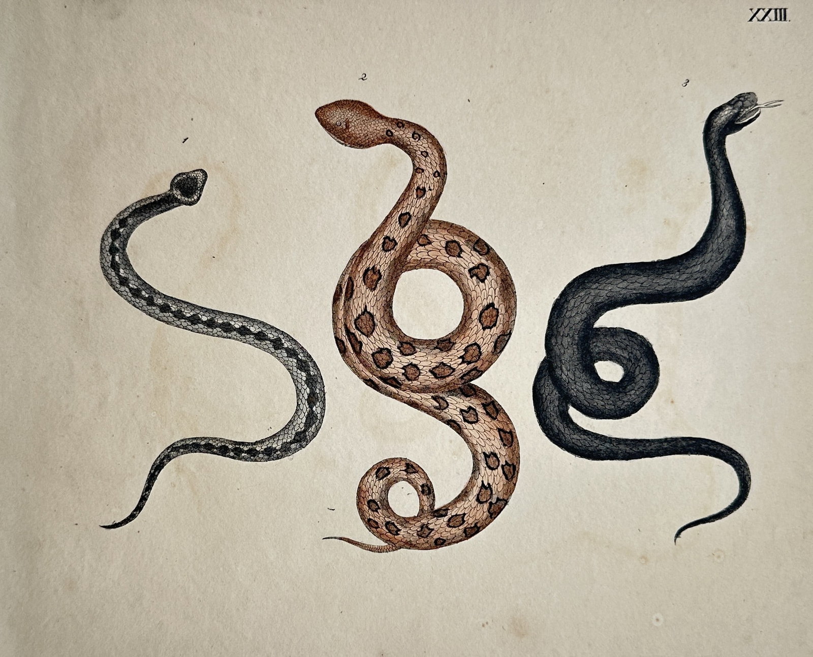 Friedrich Justin Bertuch (1747–1822) – Herpetological Studies of Snakes (1 of 2)