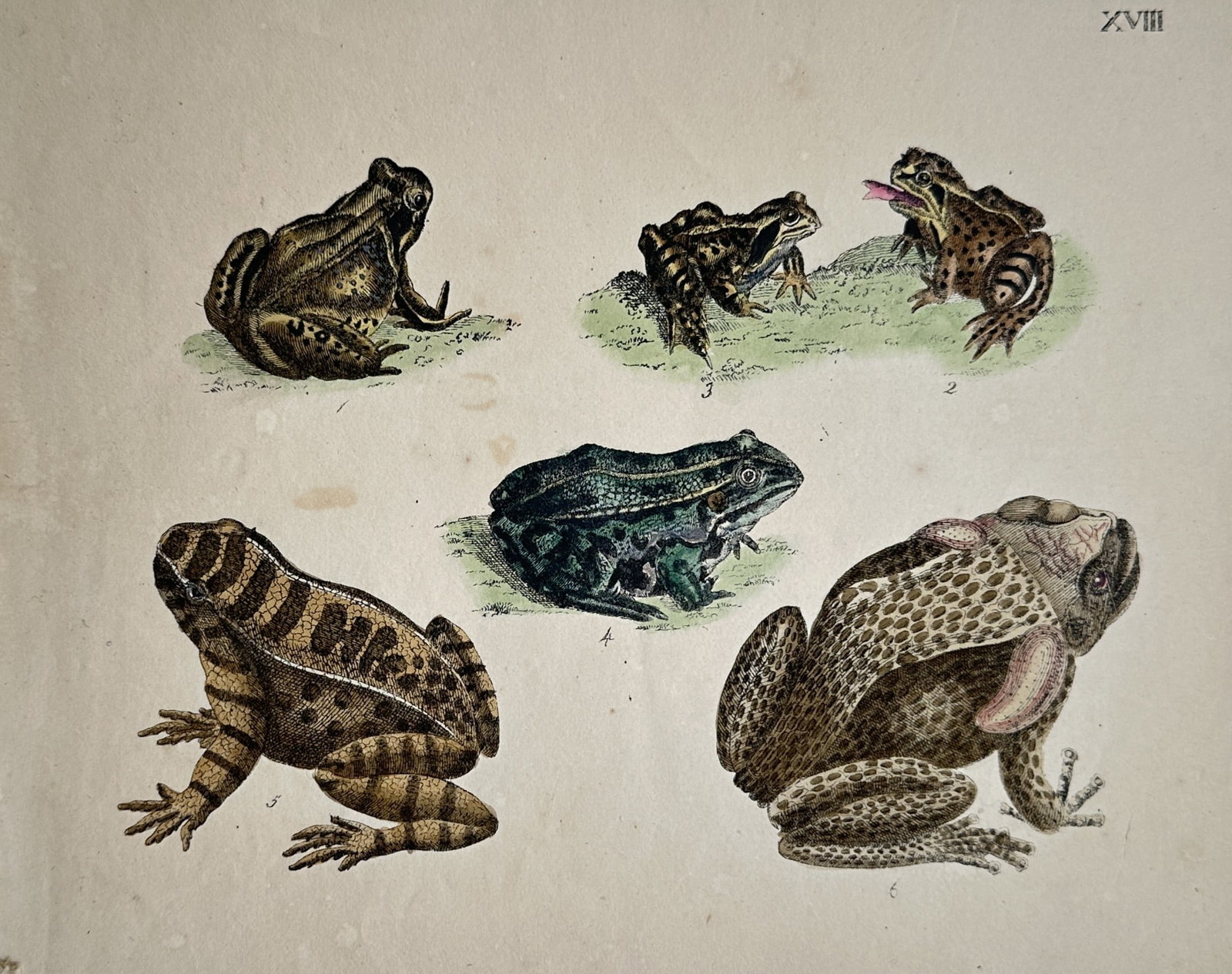 Friedrich Justin Bertuch (1747–1822) – Herpetological Studies of Frogs and Toads (1 of 2)