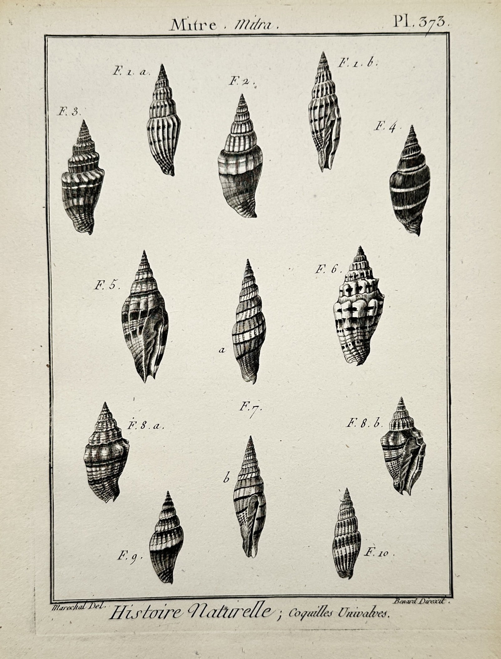 Robert Bénard – Conchological Studies of Mitre Shells – Copper engraving (c. 1789): "Mitre. Mitra" illustrates a broad overview of several distinct species of univalve marine sea snail shells from the mitre family arranged in rows across a single plate format. The composition feature