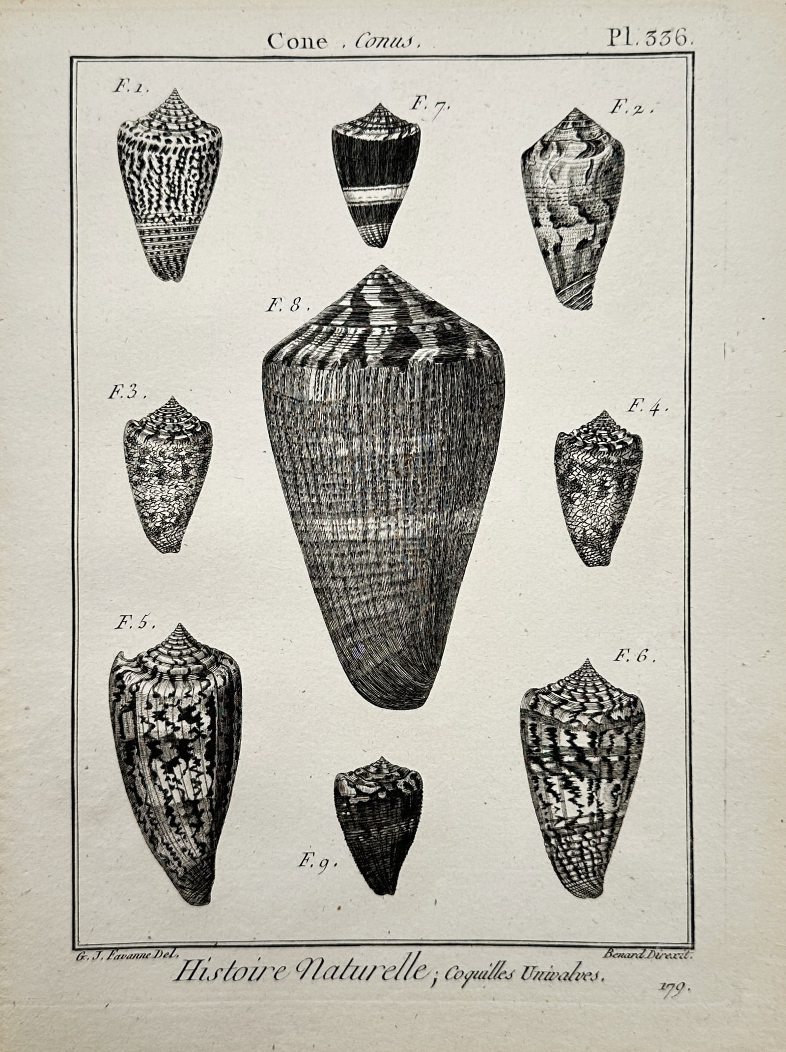 Robert Bénard – Conchological Studies of Cone Shells – Copper engraving (c. 1789) (1 of 2)