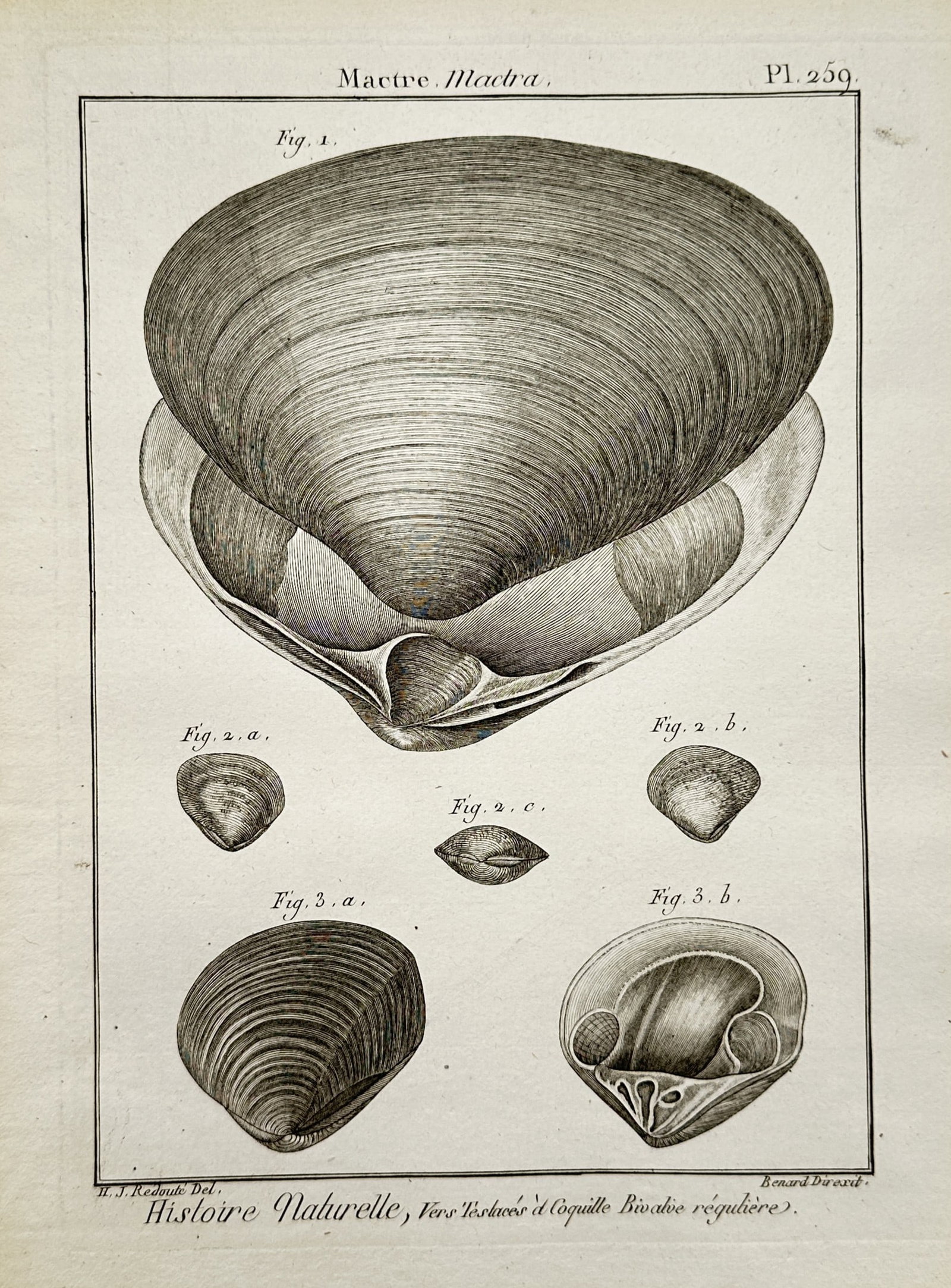 Robert Bénard – Conchological Studies of Mactra Trough Shells – Copper engraving (c. 1789) (1 of 2)
