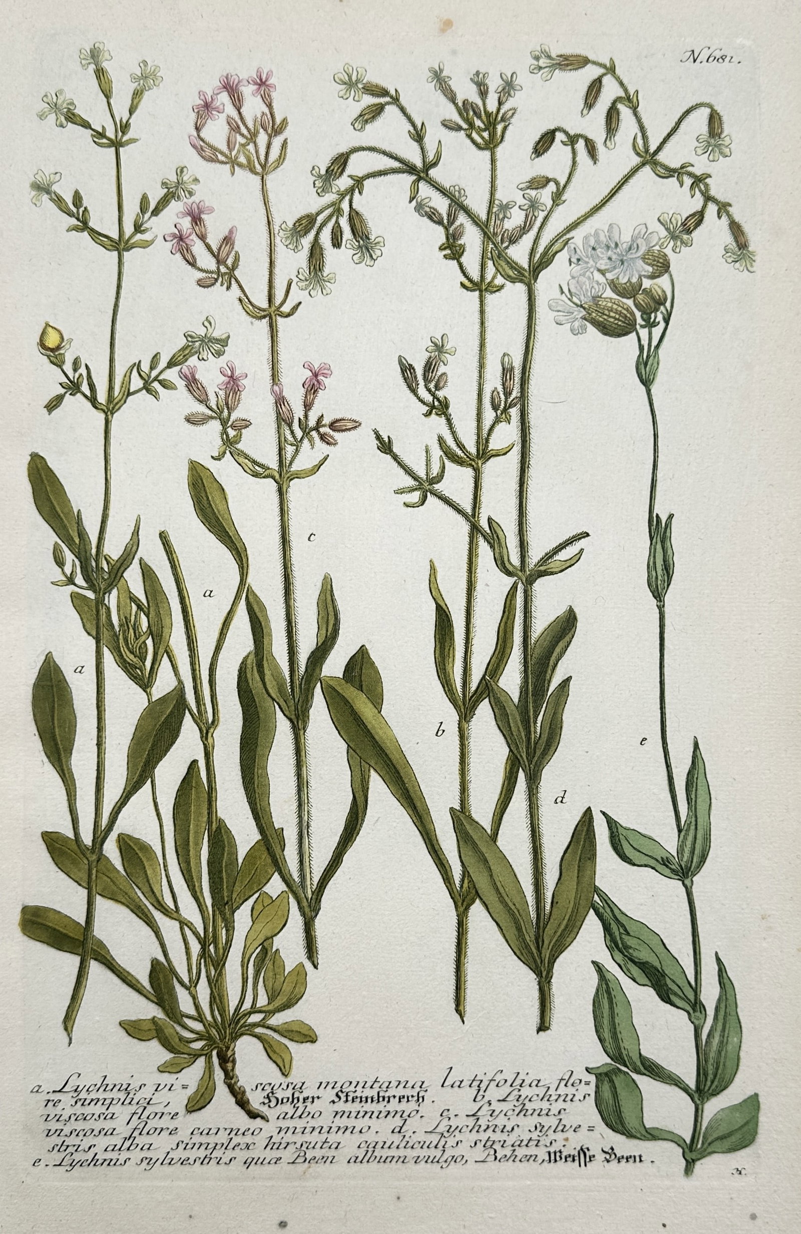 Johann Wilhelm Weinmann – Botanical Studies of Campion and Catchfly Plants: "Lychnis Viscosa Montana Latifolia" illustrates a broad overview of several distinct species of campion and catchfly plants from the pink family depicted to highlight their specialized botanical struc
