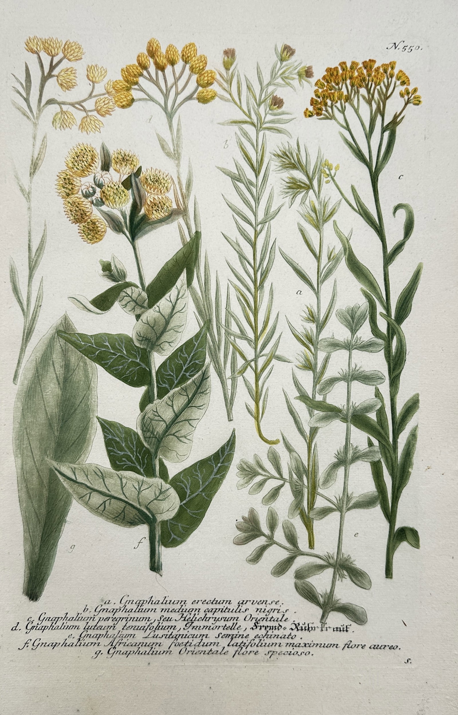 Johann Wilhelm Weinmann – Botanical Studies of Cudweed and Everlasting Plants: "Gnaphalium Erectum Arvense" illustrates a broad overview of several distinct species of cudweed and everlasting plants from the daisy family depicted to highlight their specialized botanical structur