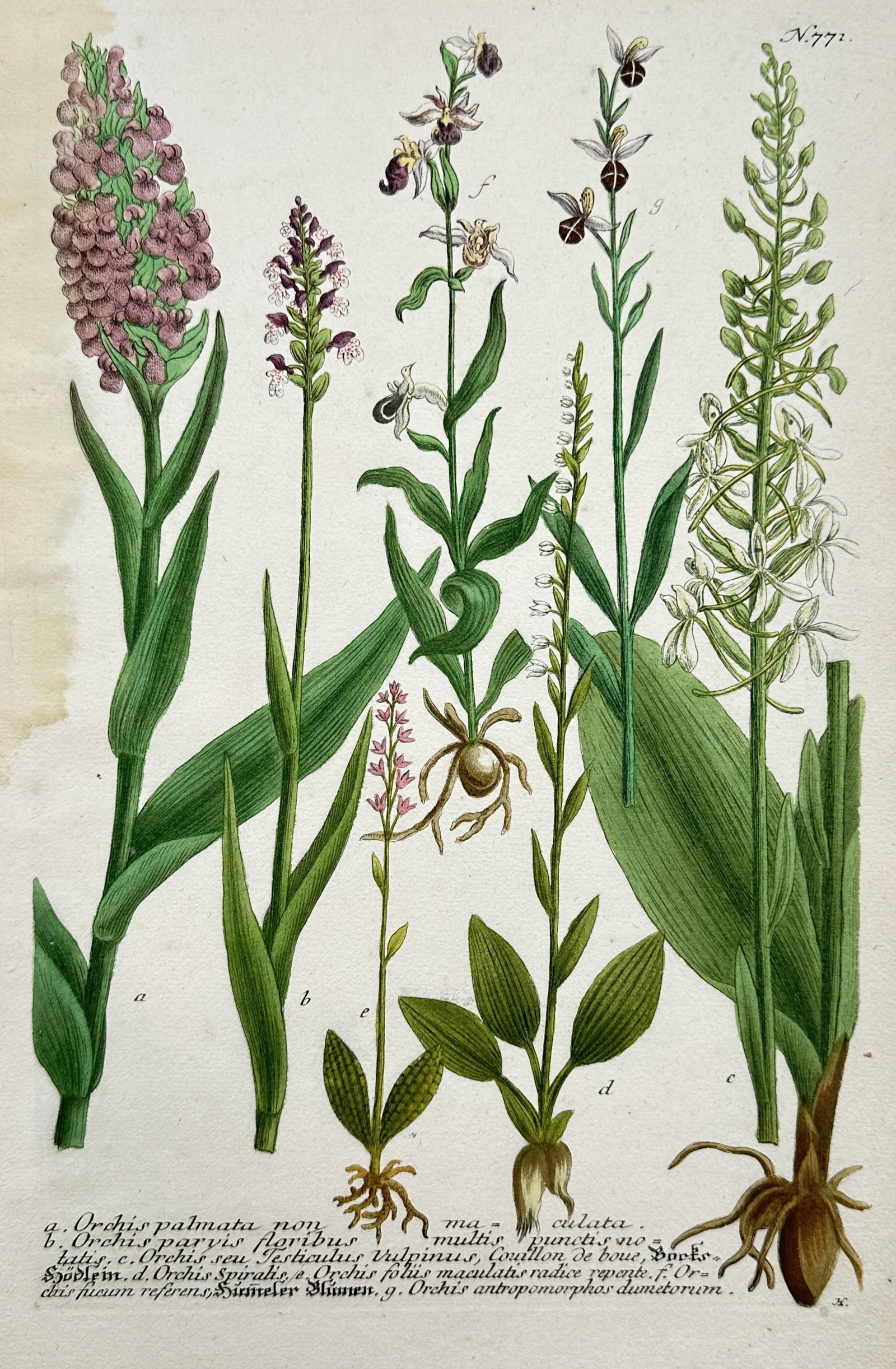 Johann Wilhelm Weinmann – Botanical Studies of Wild Orchid Species: "Orchis Palmata Non Maculata" illustrates a broad overview of several distinct species of wild terrestrial orchids depicted to highlight their complex and specialized botanical structures. The composi