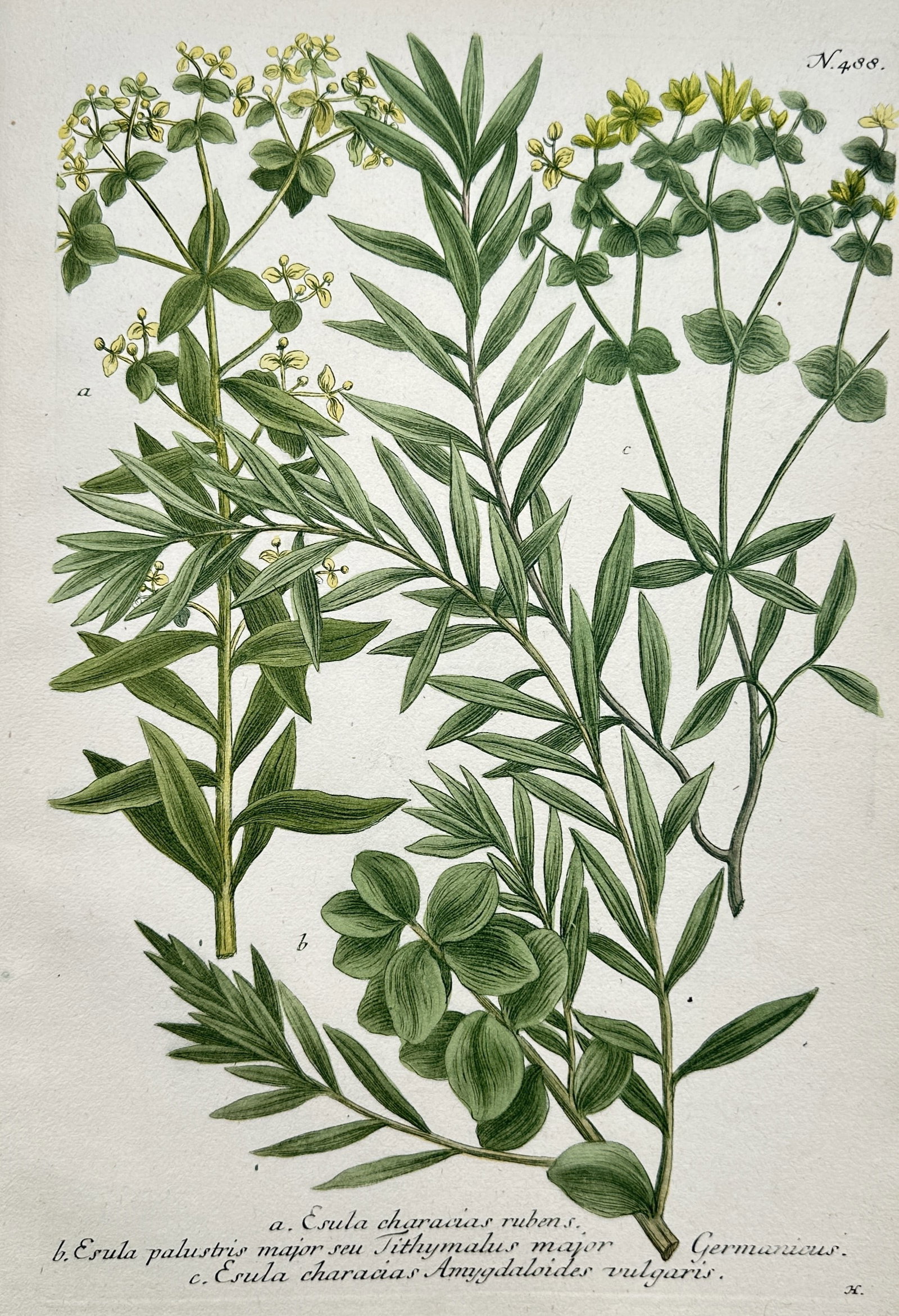 Johann Wilhelm Weinmann – Botanical Studies of Spurge and Euphorbia Plants (1 of 2)